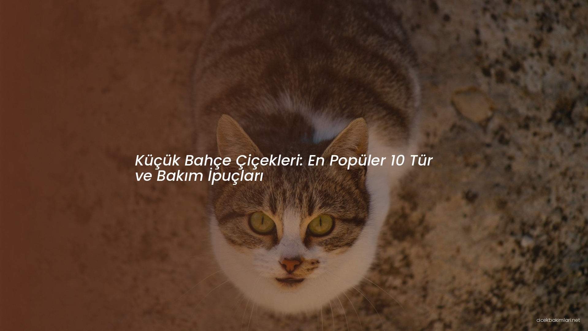 Küçük Bahçe Çiçekleri: En Popüler 10 Tür ve Bakım İpuçları