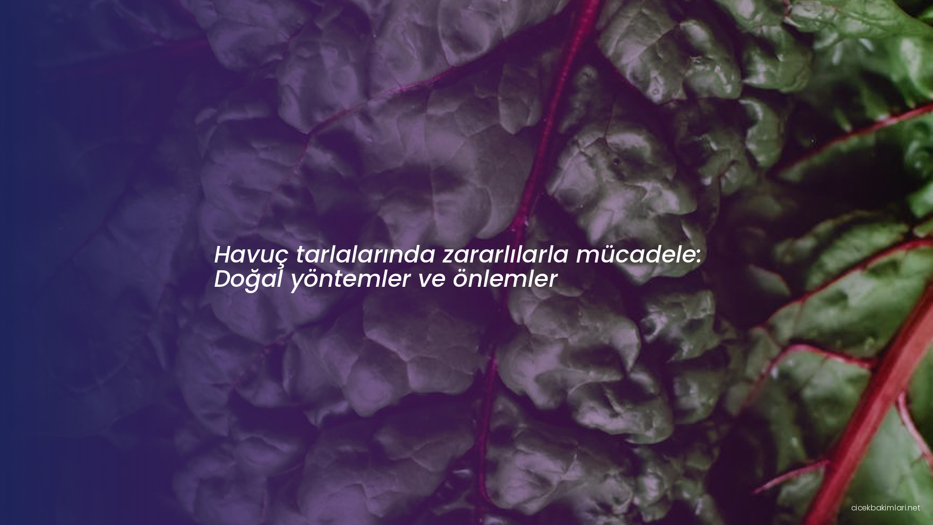 Havuç tarlalarında zararlılarla mücadele: Doğal yöntemler ve önlemler