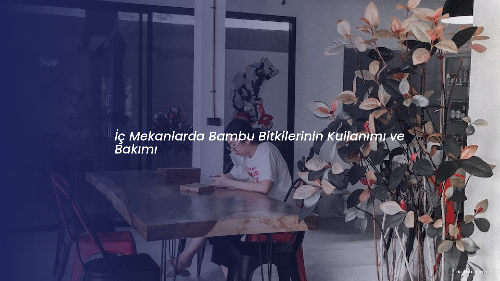 İç Mekanlarda Bambu Bitkilerinin Kullanımı ve Bakımı