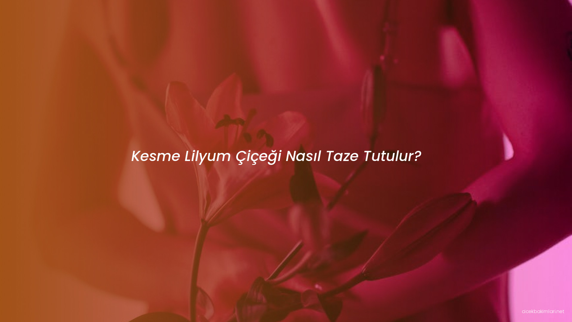 Kesme Lilyum Çiçeği Nasıl Taze Tutulur?