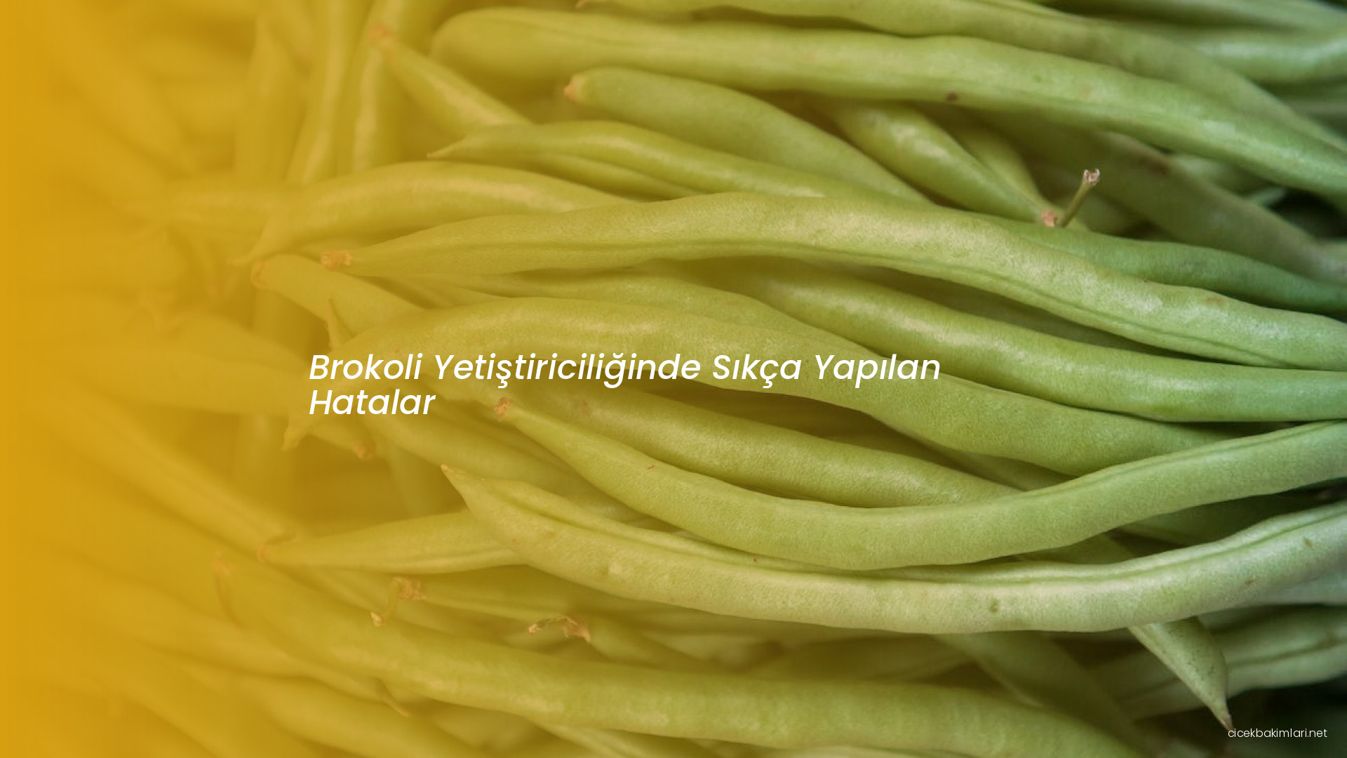 Brokoli Yetiştiriciliğinde Sıkça Yapılan Hatalar