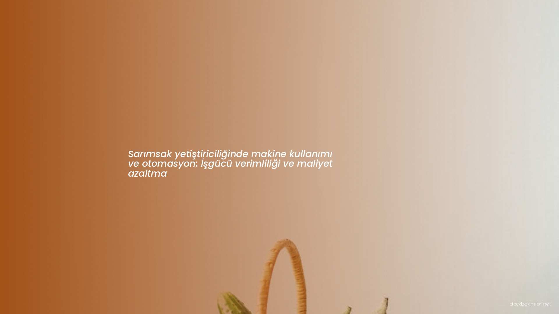 Sarımsak yetiştiriciliğinde makine kullanımı ve otomasyon: İşgücü verimliliği ve maliyet azaltma