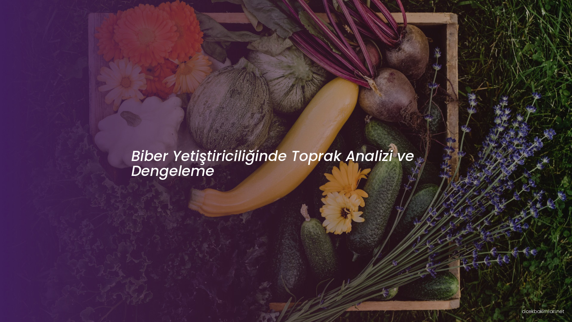 Biber Yetiştiriciliğinde Toprak Analizi ve Dengeleme