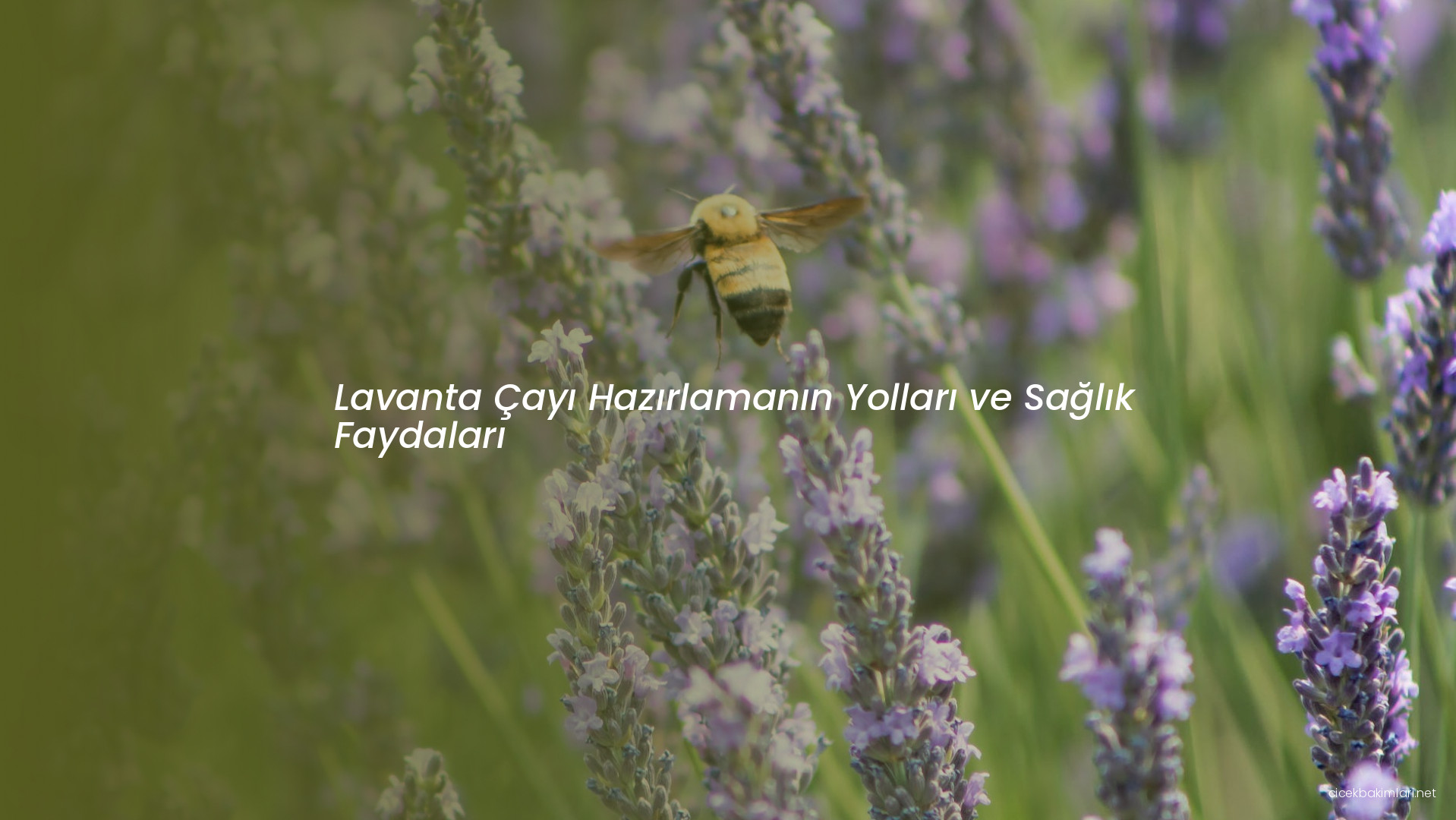 Lavanta Çayı Hazırlamanın Yolları ve Sağlık Faydaları