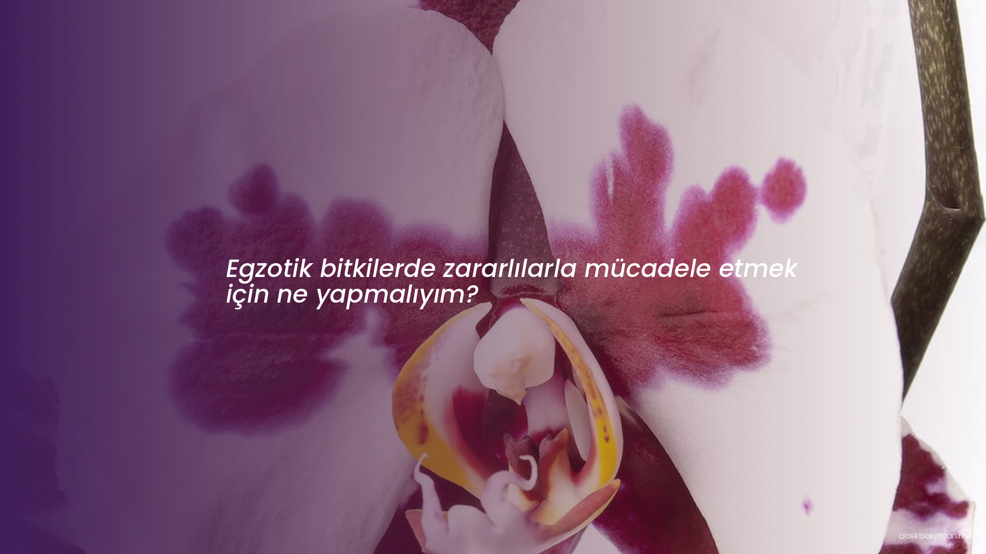 Egzotik bitkilerde zararlılarla mücadele etmek için ne yapmalıyım?