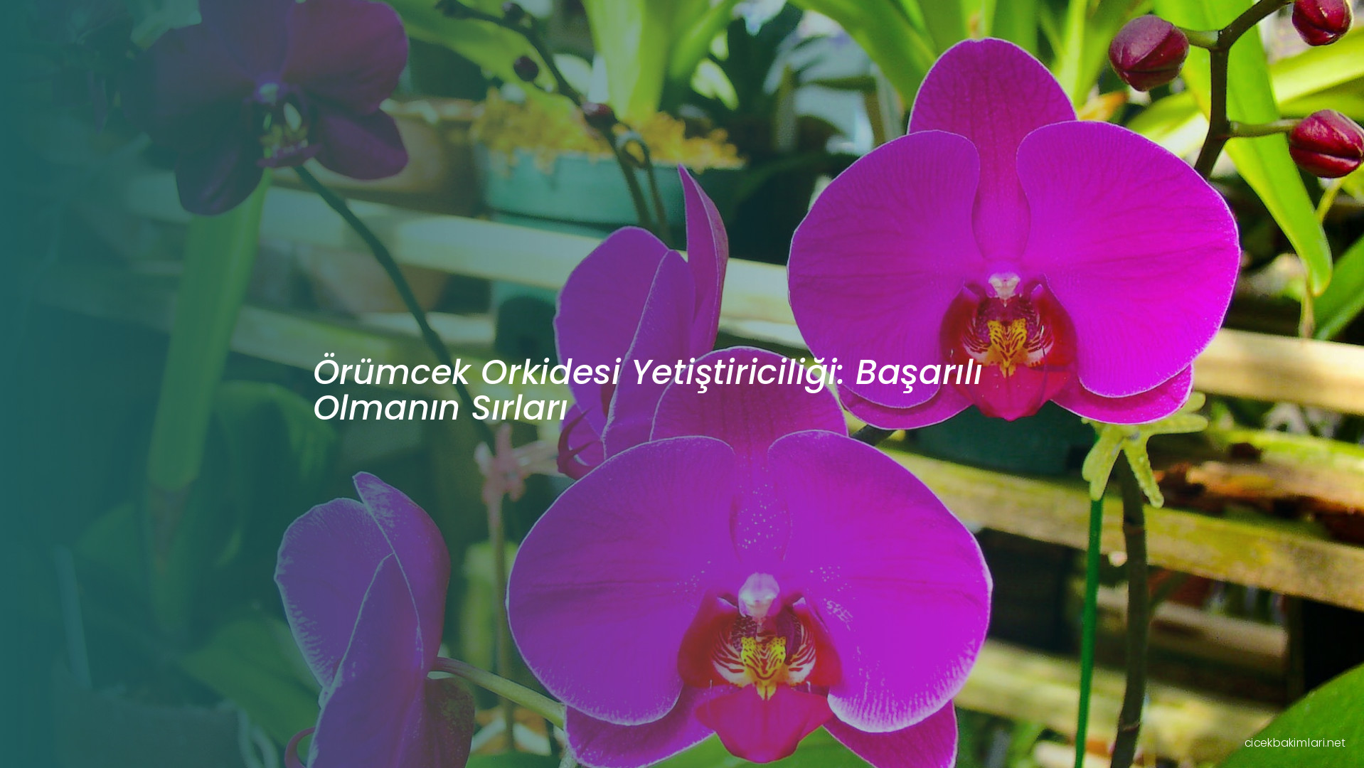 Örümcek Orkidesi Yetiştiriciliği: Başarılı Olmanın Sırları