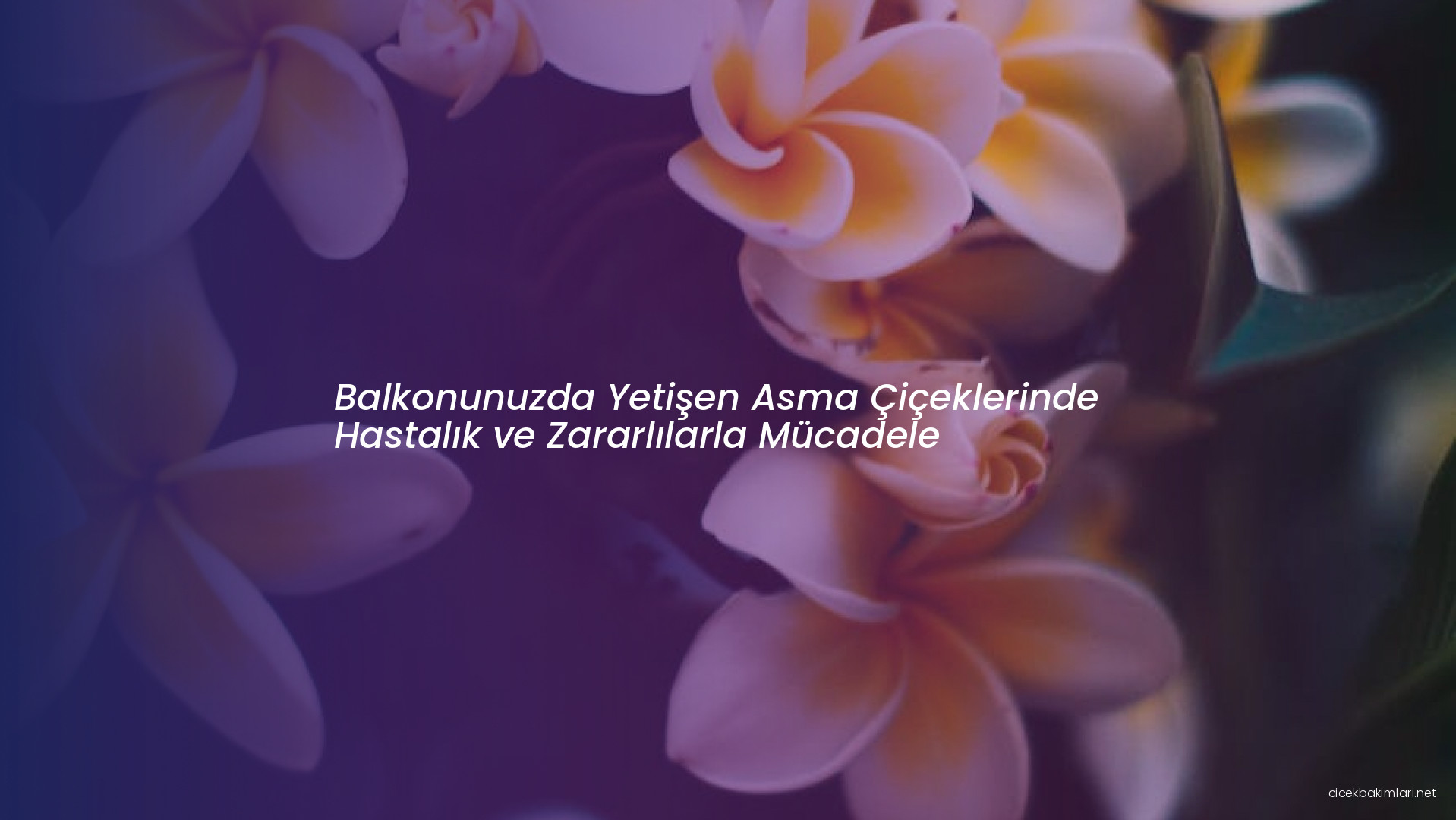 Balkonunuzda Yetişen Asma Çiçeklerinde Hastalık ve Zararlılarla Mücadele