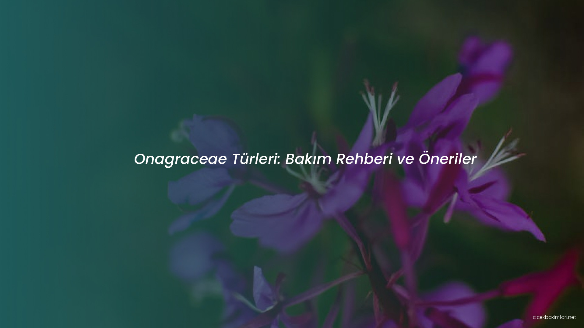 Onagraceae Türleri: Bakım Rehberi ve Öneriler