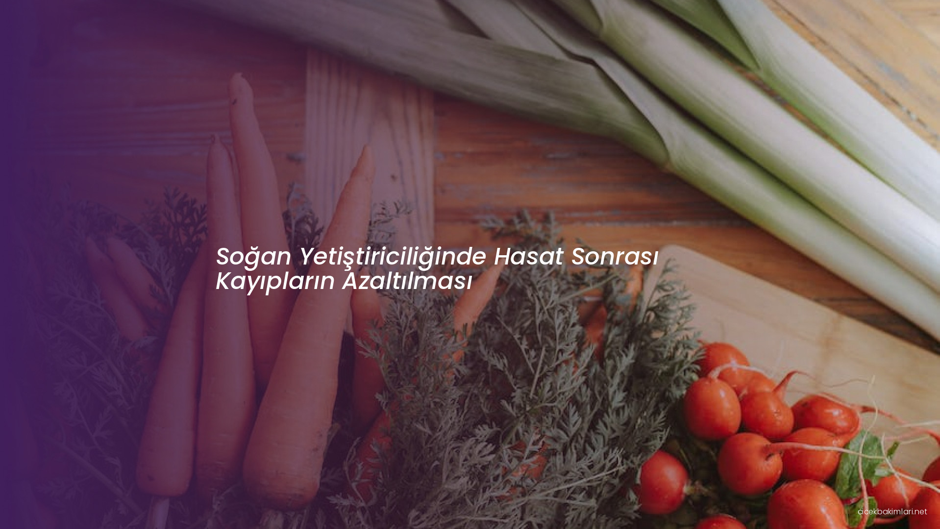 Soğan Yetiştiriciliğinde Hasat Sonrası Kayıpların Azaltılması