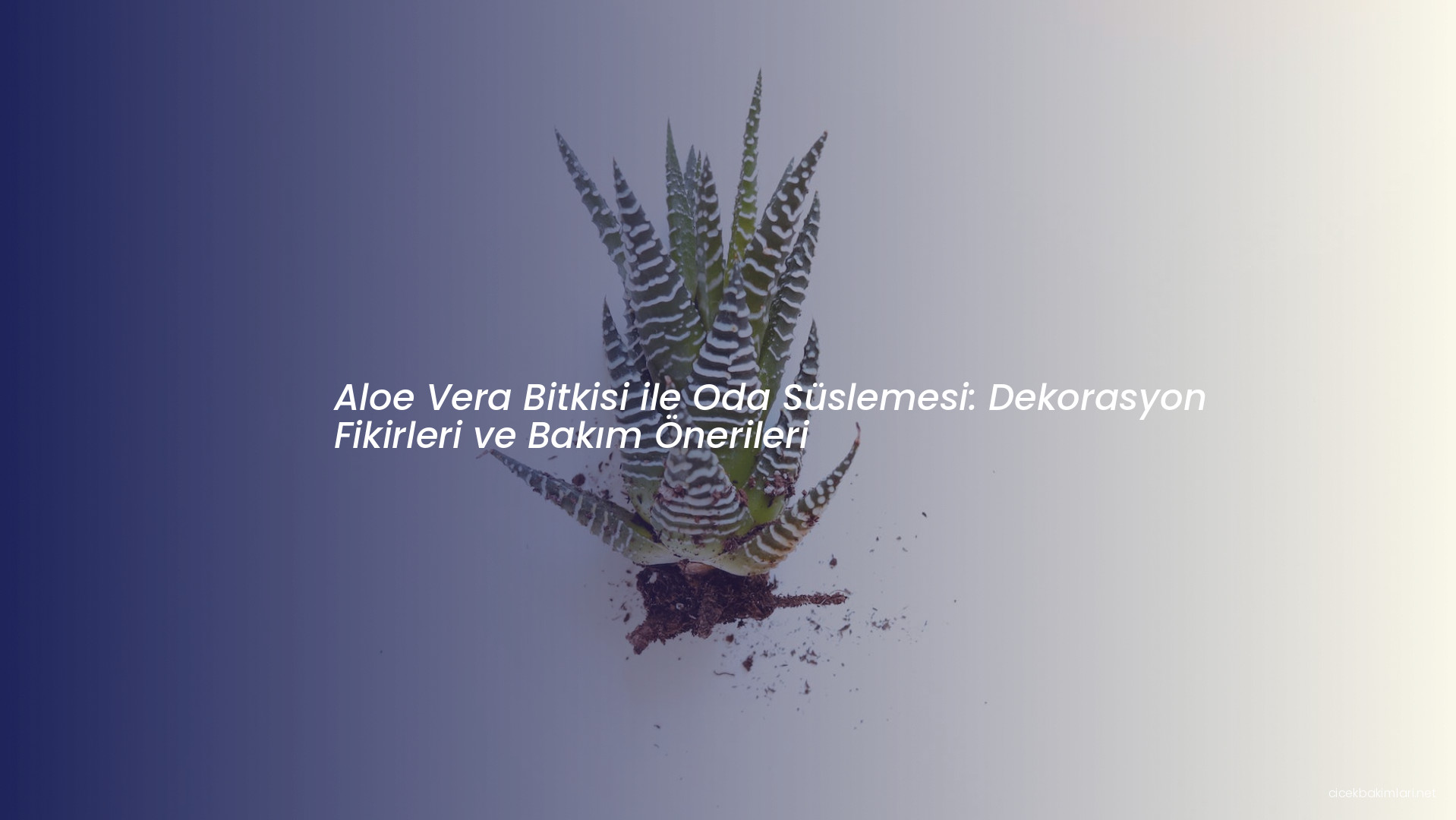 Aloe Vera Bitkisi ile Oda Süslemesi: Dekorasyon Fikirleri ve Bakım Önerileri
