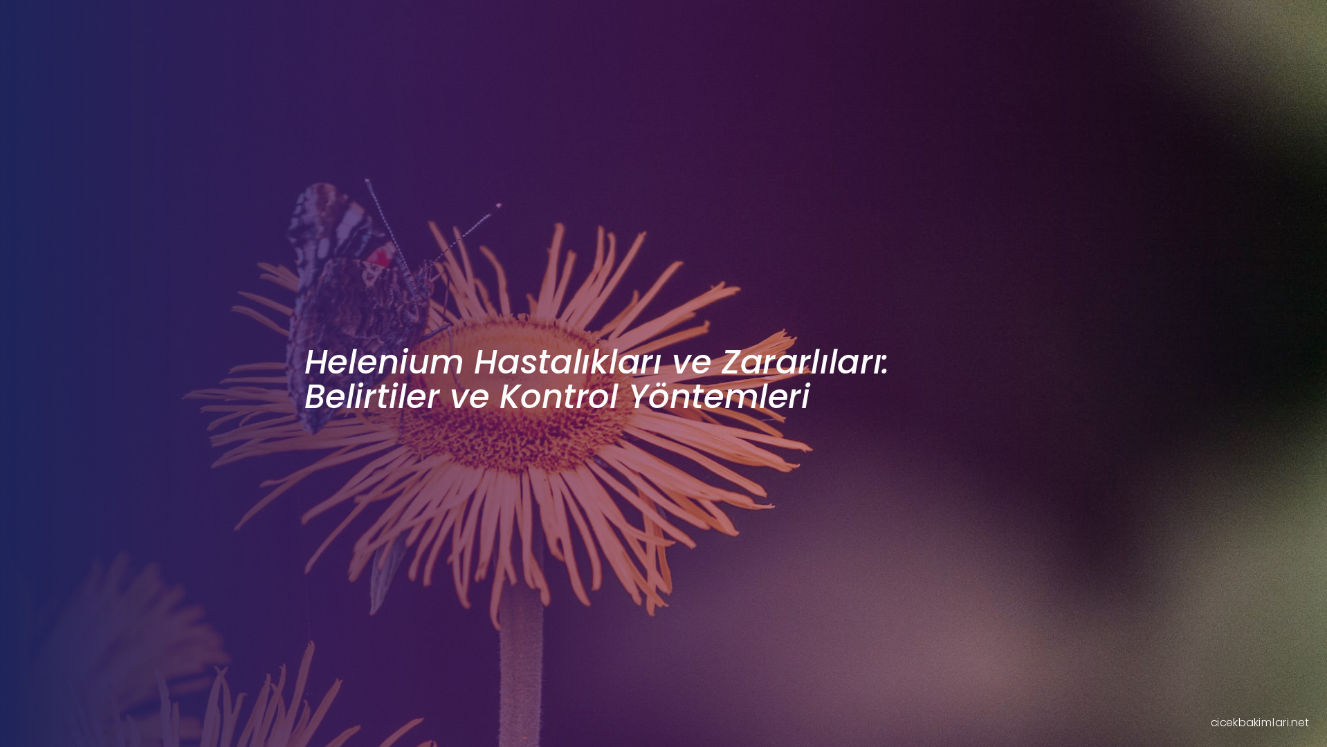 Helenium Hastalıkları ve Zararlıları: Belirtiler ve Kontrol Yöntemleri
