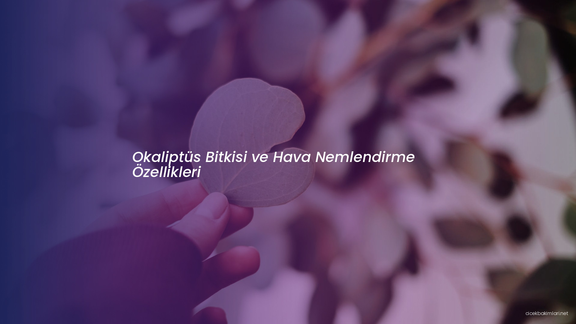 Okaliptüs Bitkisi ve Hava Nemlendirme Özellikleri