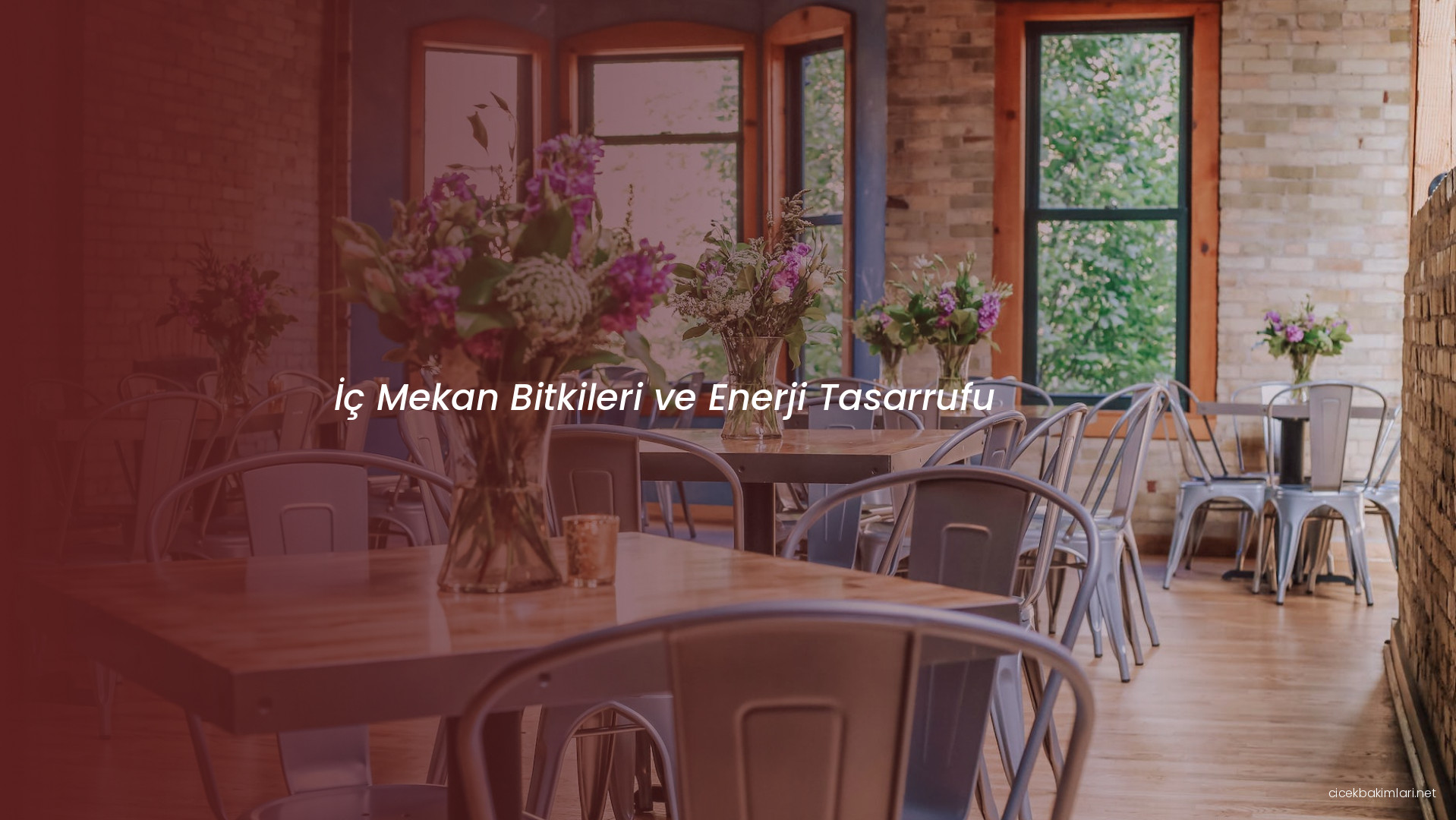 İç Mekan Bitkileri ve Enerji Tasarrufu
