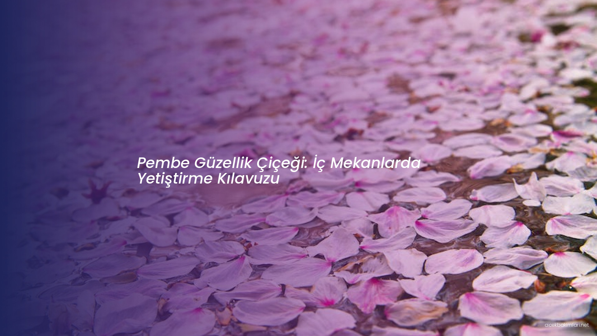 Pembe Güzellik Çiçeği: İç Mekanlarda Yetiştirme Kılavuzu