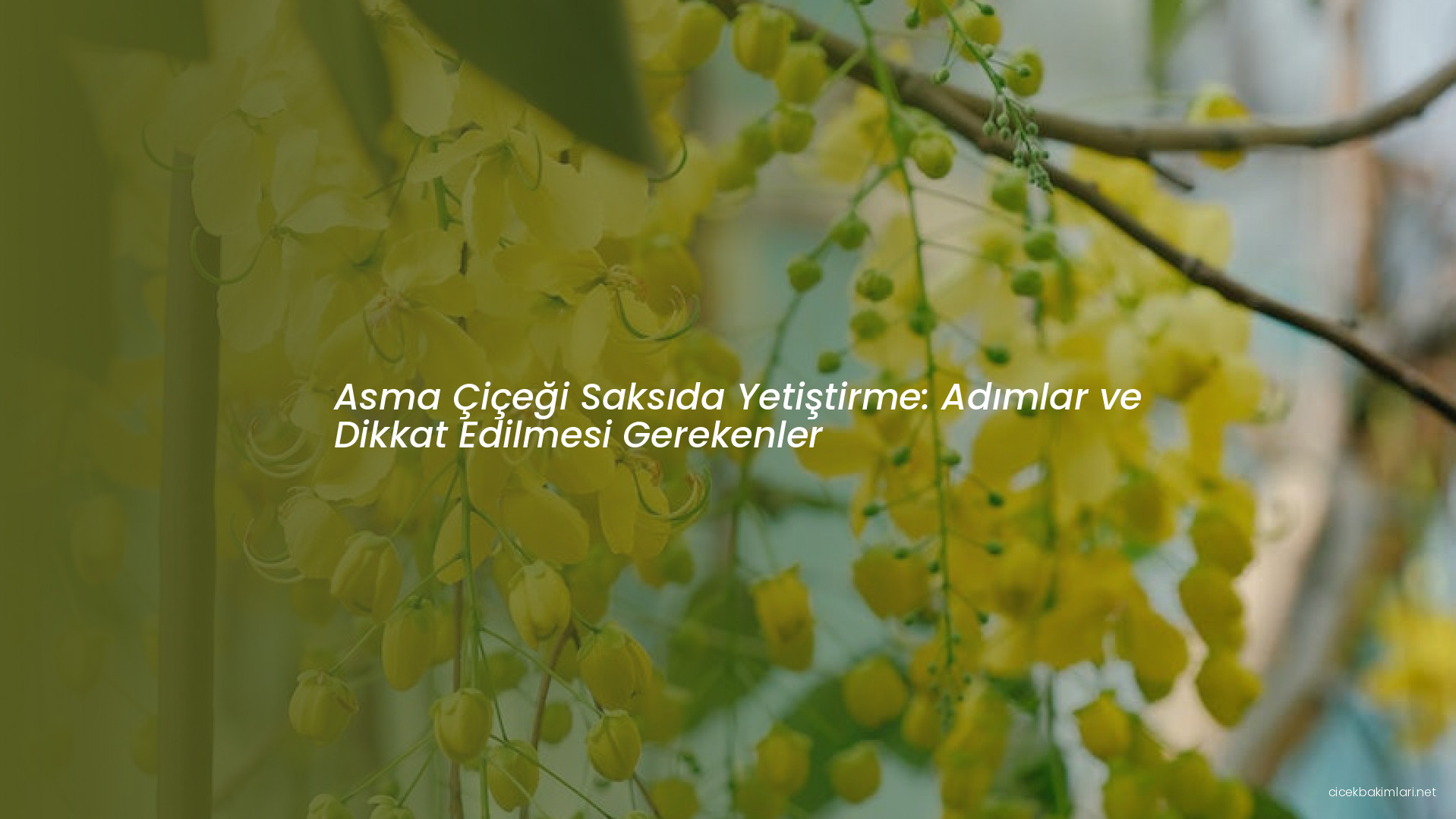 Asma Çiçeği Saksıda Yetiştirme: Adımlar ve Dikkat Edilmesi Gerekenler