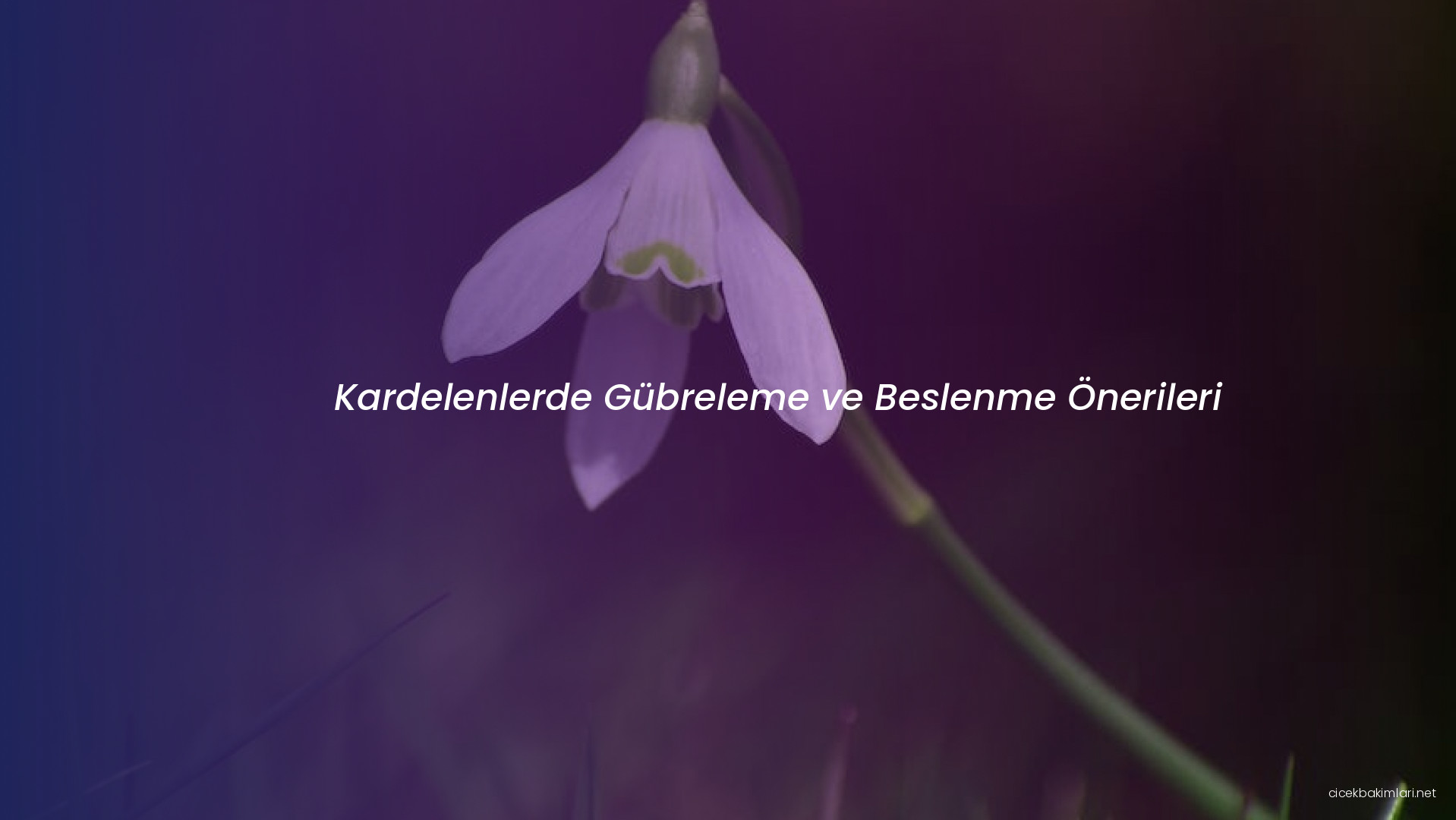 Kardelenlerde Gübreleme ve Beslenme Önerileri