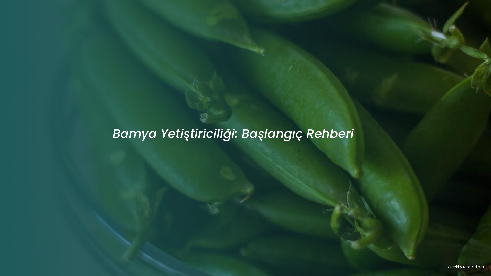 Bamya Yetiştiriciliği: Başlangıç Rehberi