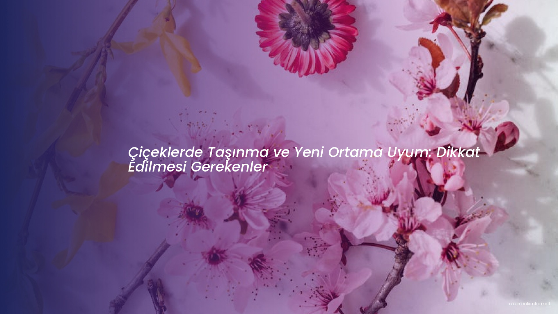 Çiçeklerde Taşınma ve Yeni Ortama Uyum: Dikkat Edilmesi Gerekenler