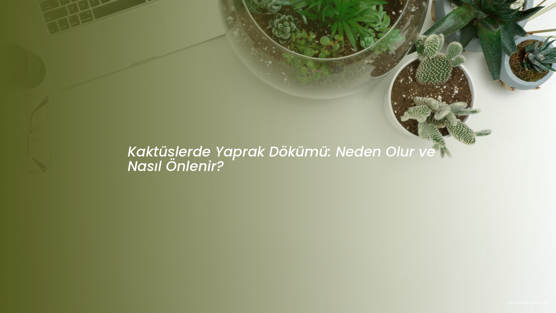 Kaktüslerde Yaprak Dökümü: Neden Olur ve Nasıl Önlenir?
