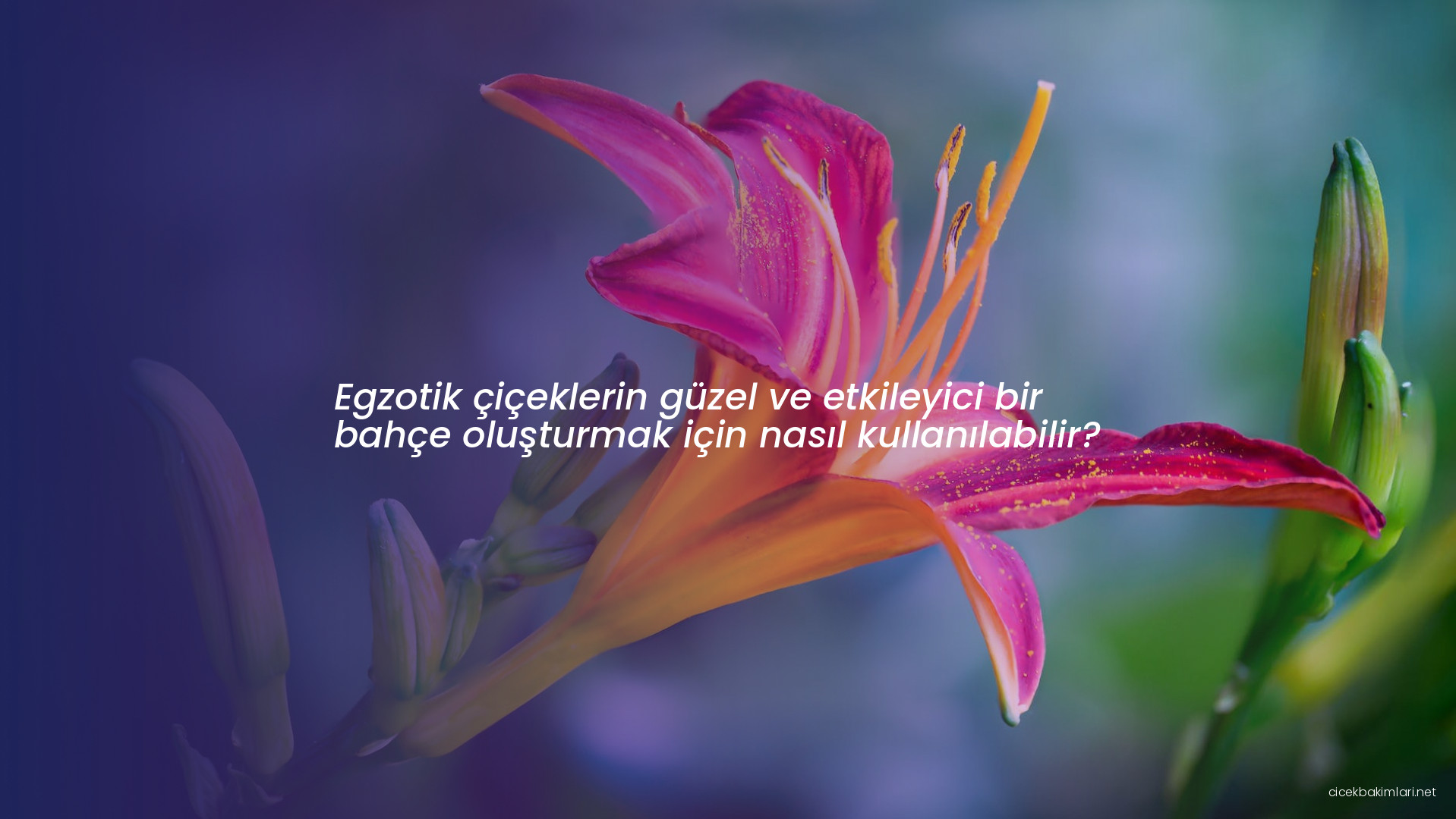 Egzotik çiçeklerin güzel ve etkileyici bir bahçe oluşturmak için nasıl kullanılabilir?