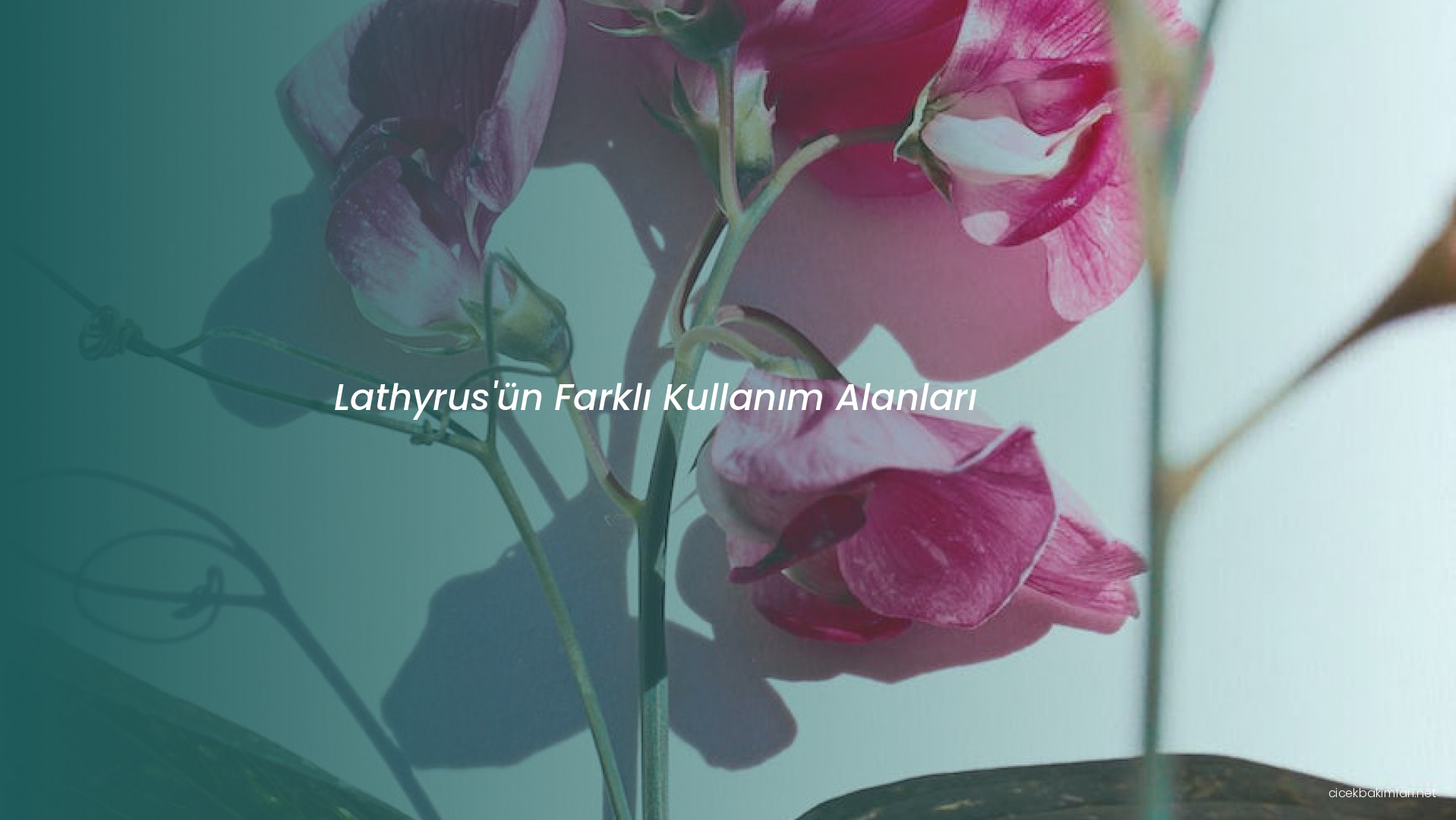 Lathyrus'ün Farklı Kullanım Alanları