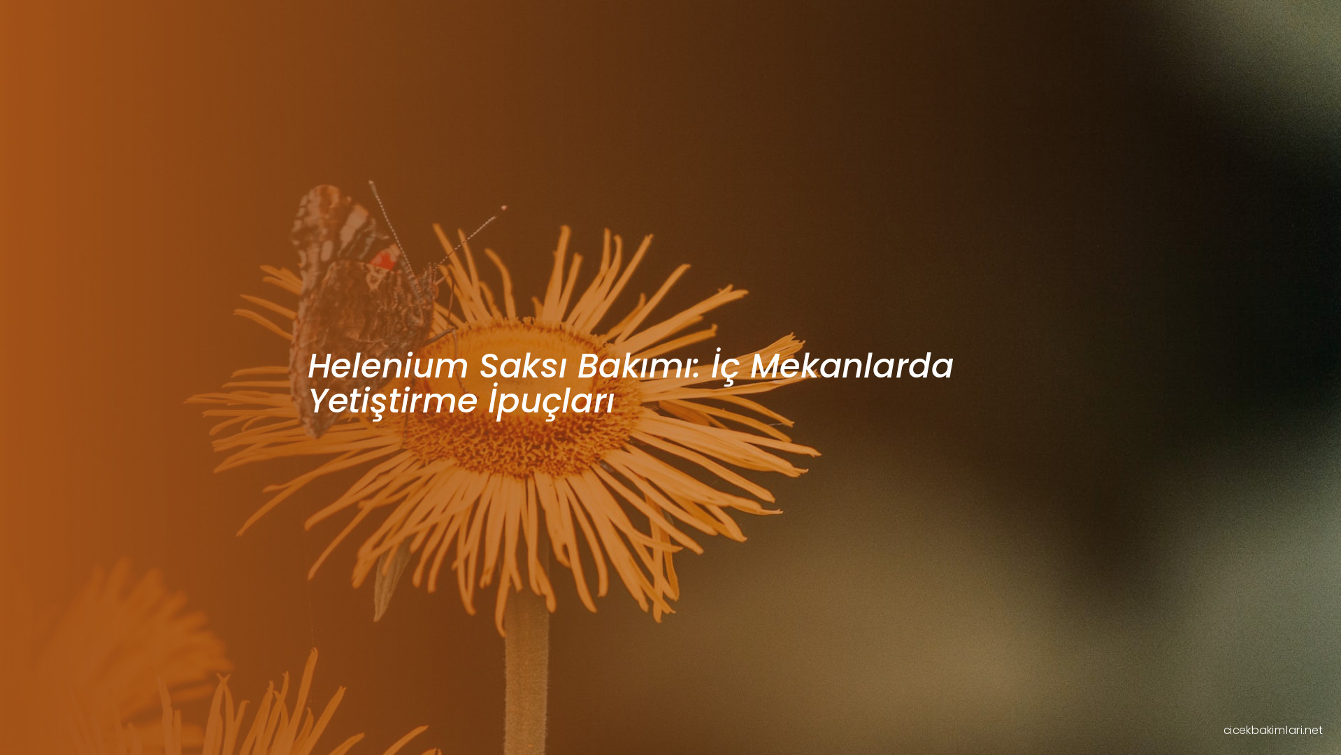 Helenium Saksı Bakımı: İç Mekanlarda Yetiştirme İpuçları