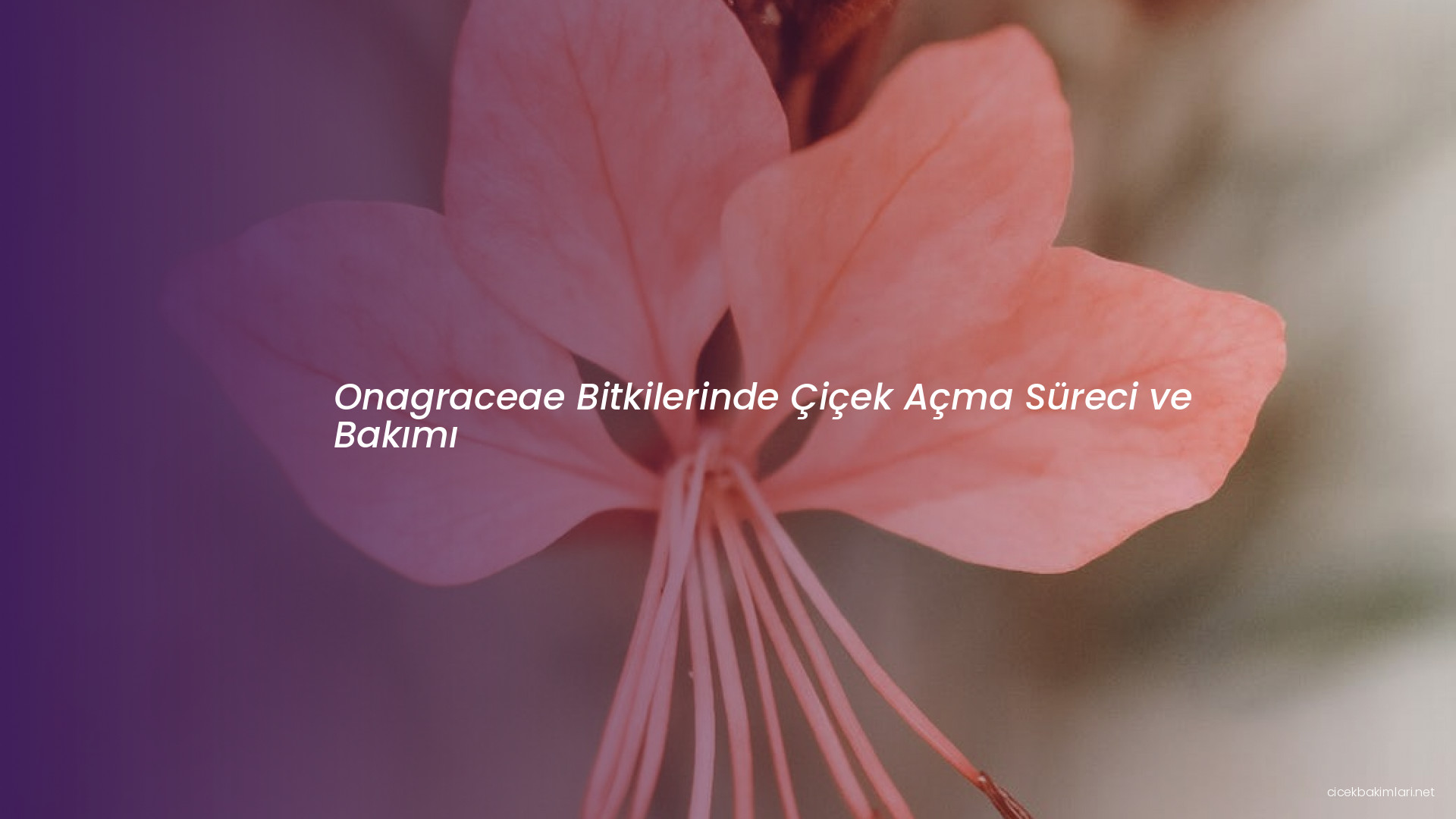 Onagraceae Bitkilerinde Çiçek Açma Süreci ve Bakımı
