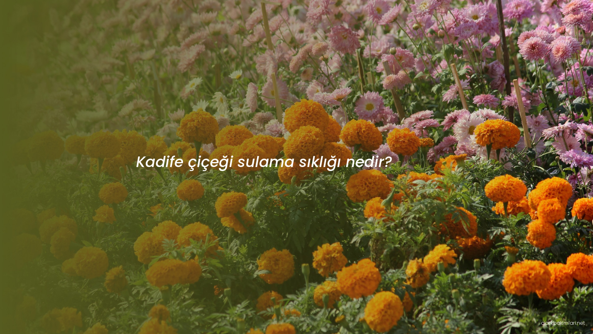 Kadife çiçeği sulama sıklığı nedir?