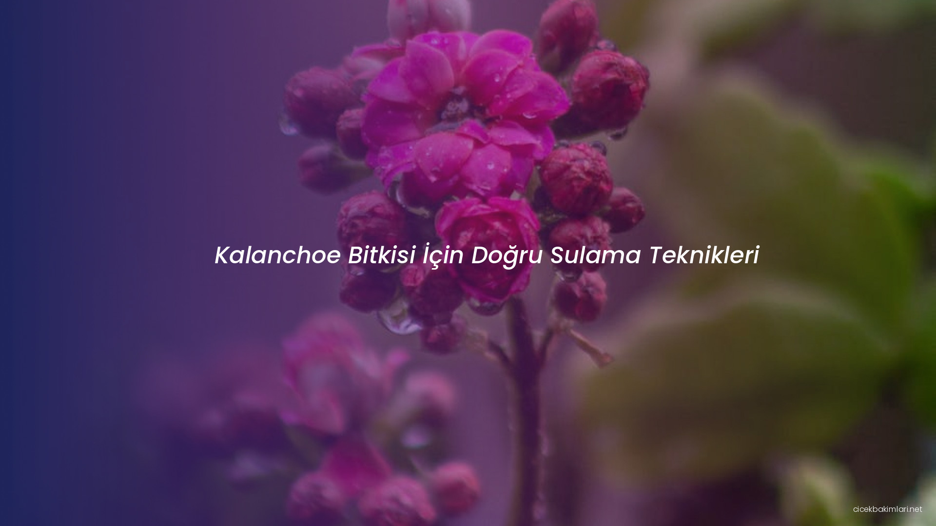 Kalanchoe Bitkisi İçin Doğru Sulama Teknikleri