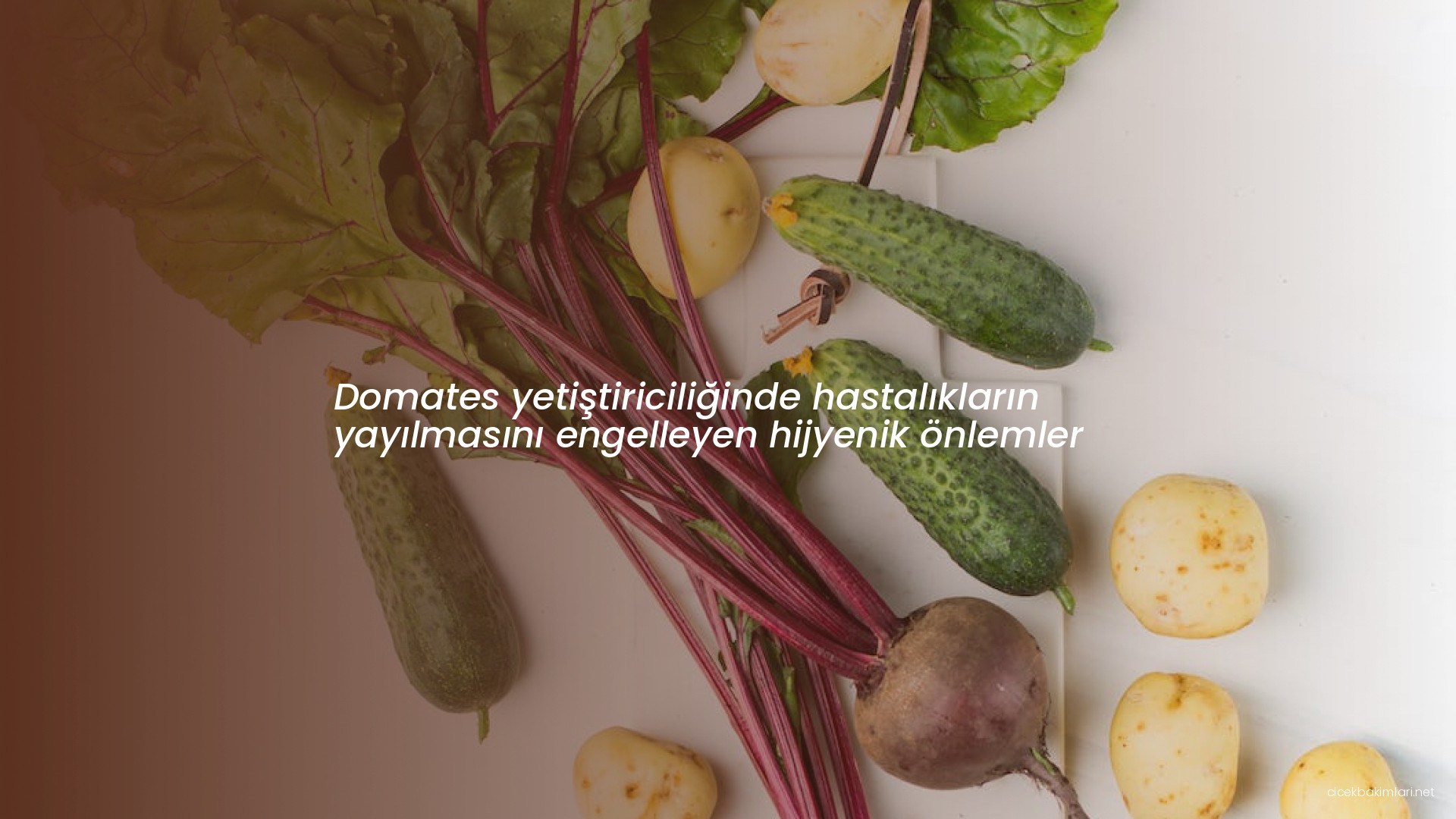 Domates yetiştiriciliğinde hastalıkların yayılmasını engelleyen hijyenik önlemler