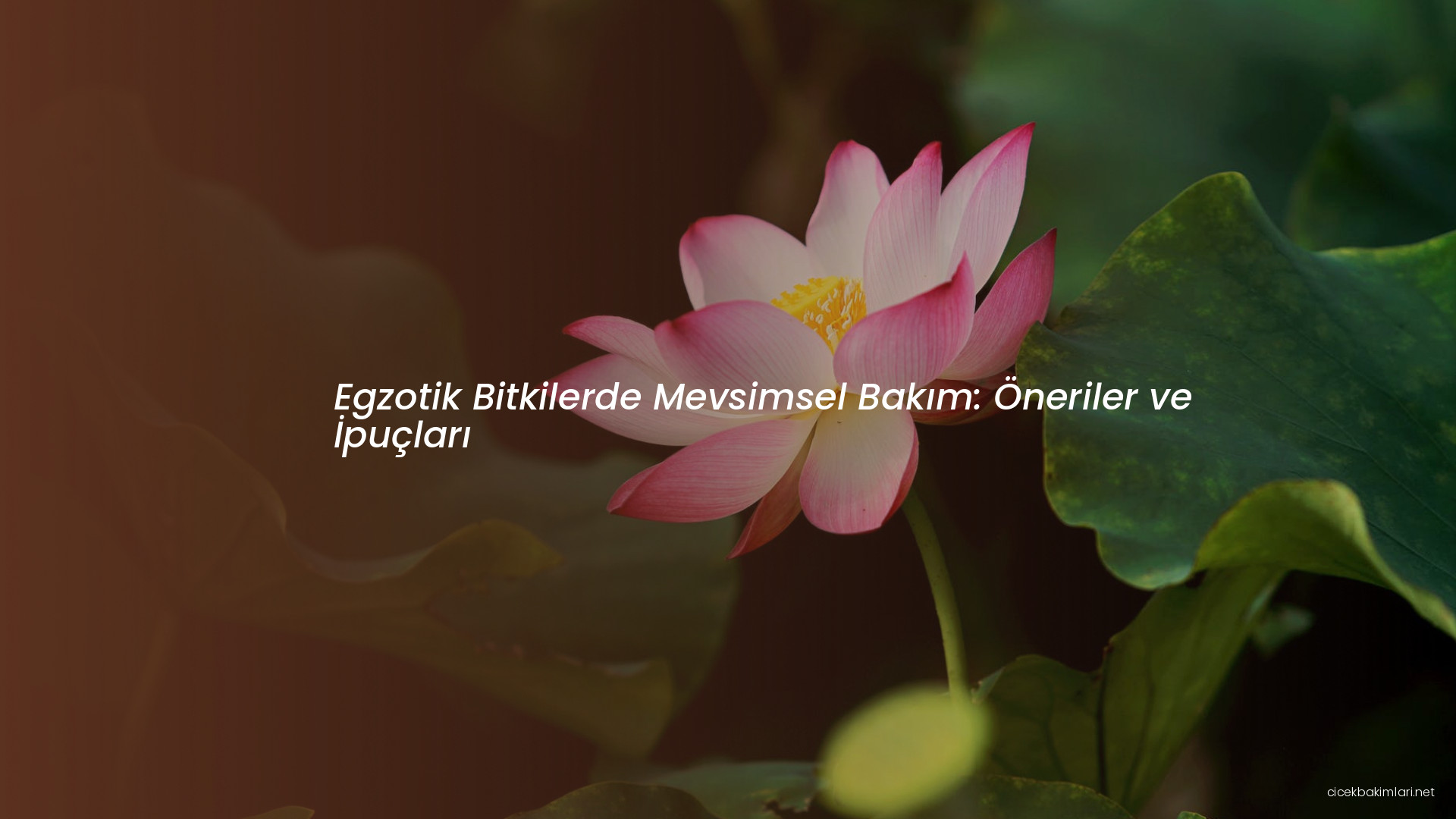 Egzotik Bitkilerde Mevsimsel Bakım: Öneriler ve İpuçları