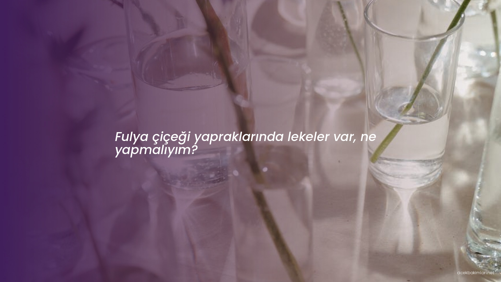 Fulya çiçeği yapraklarında lekeler var, ne yapmalıyım?