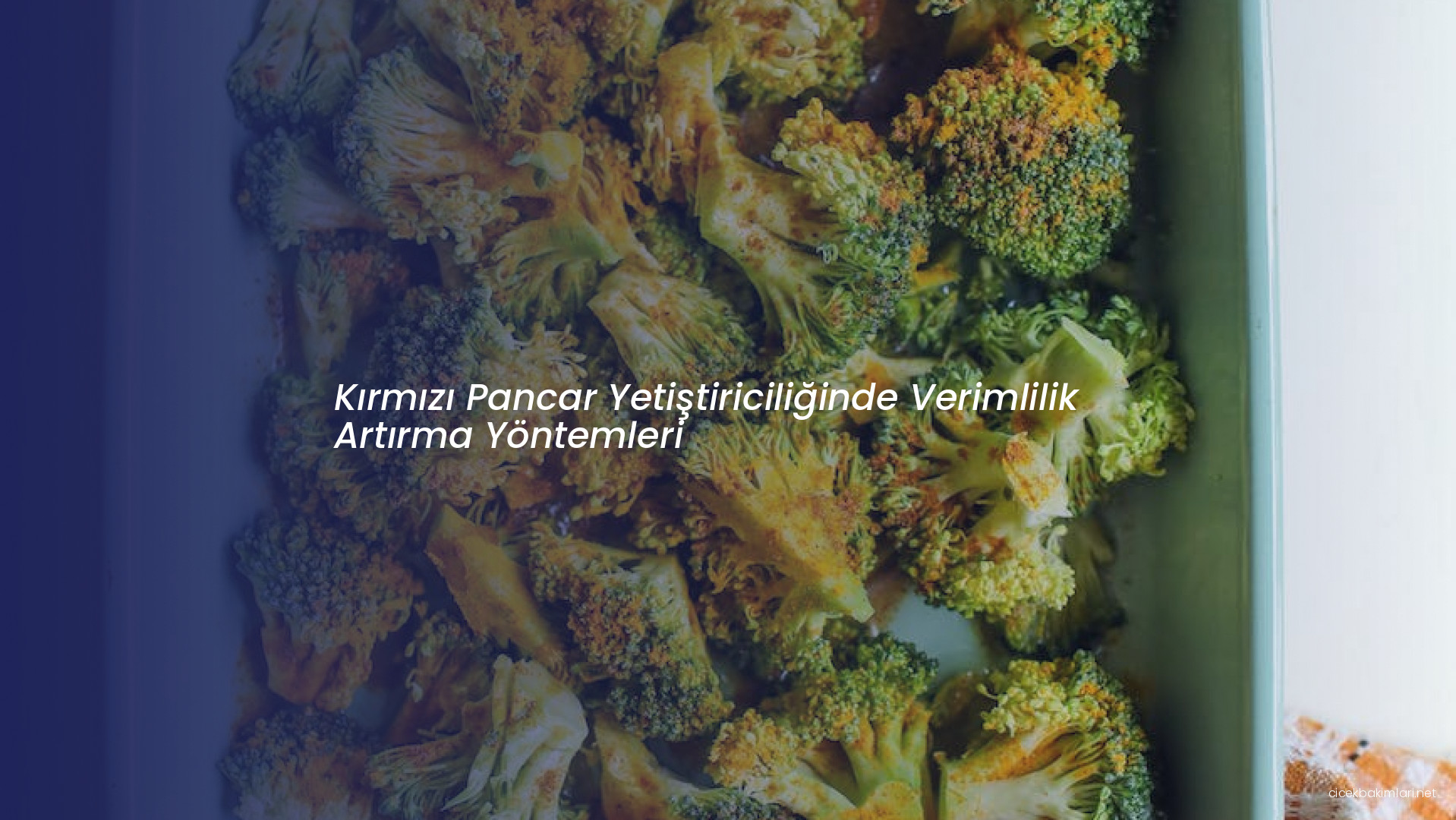 Kırmızı Pancar Yetiştiriciliğinde Verimlilik Artırma Yöntemleri