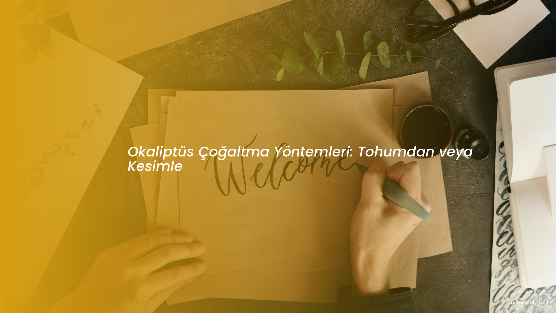 Okaliptüs Çoğaltma Yöntemleri: Tohumdan veya Kesimle