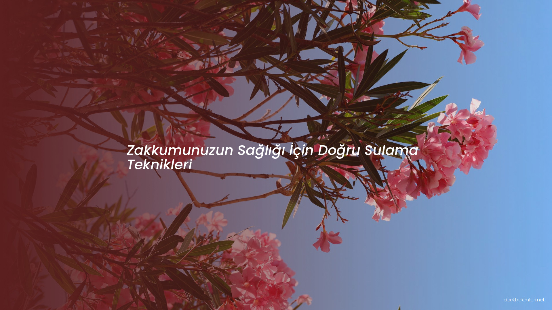 Zakkumunuzun Sağlığı İçin Doğru Sulama Teknikleri