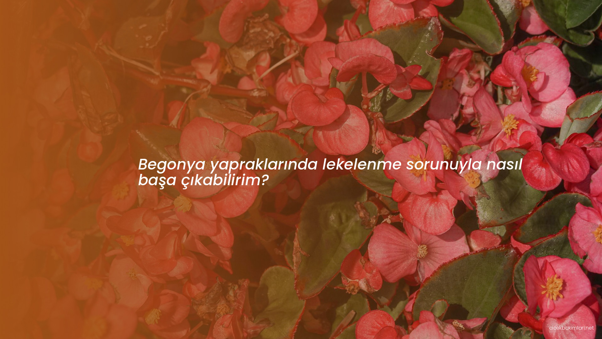 Begonya yapraklarında lekelenme sorunuyla nasıl başa çıkabilirim?