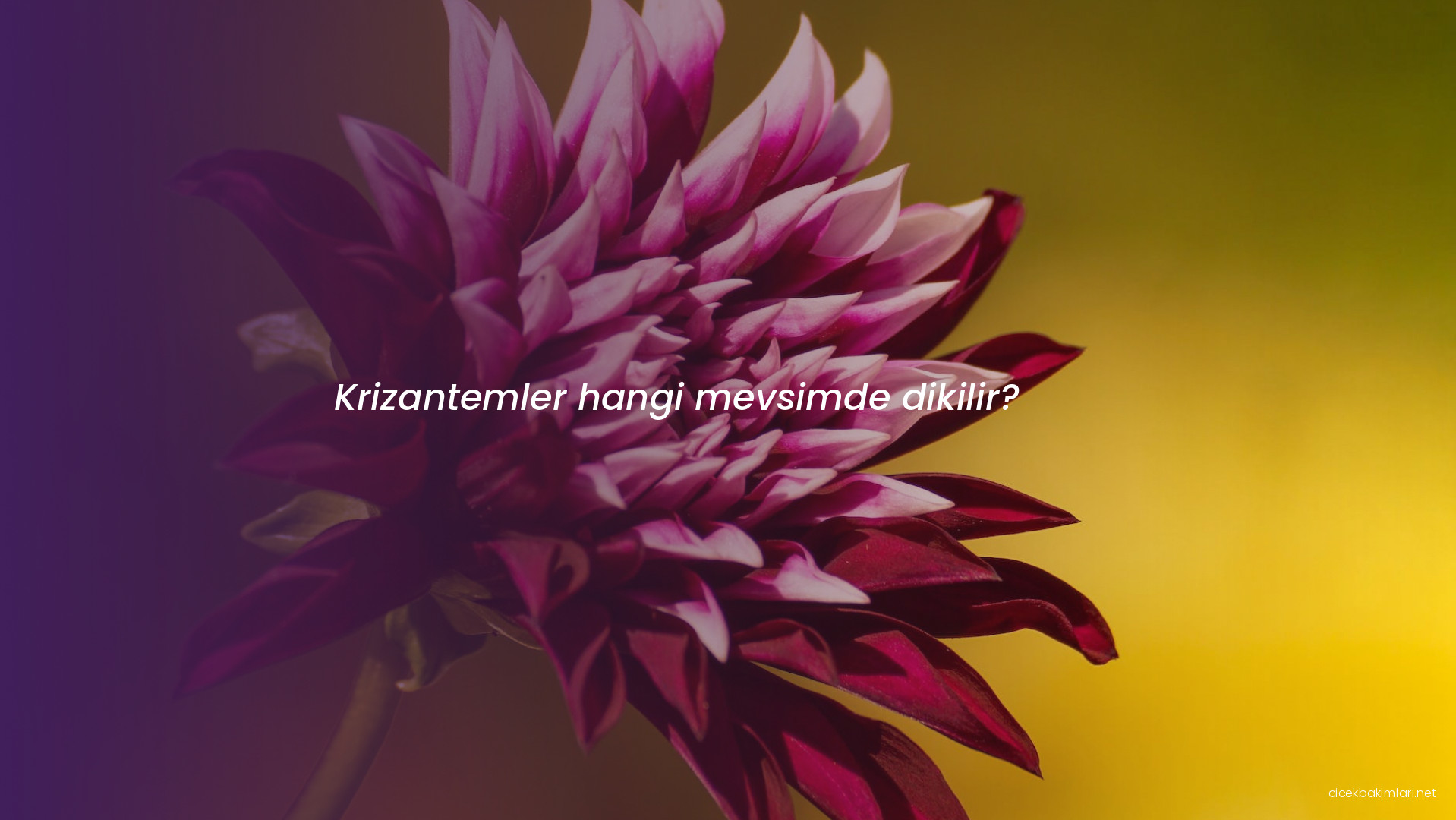 Krizantemler hangi mevsimde dikilir?