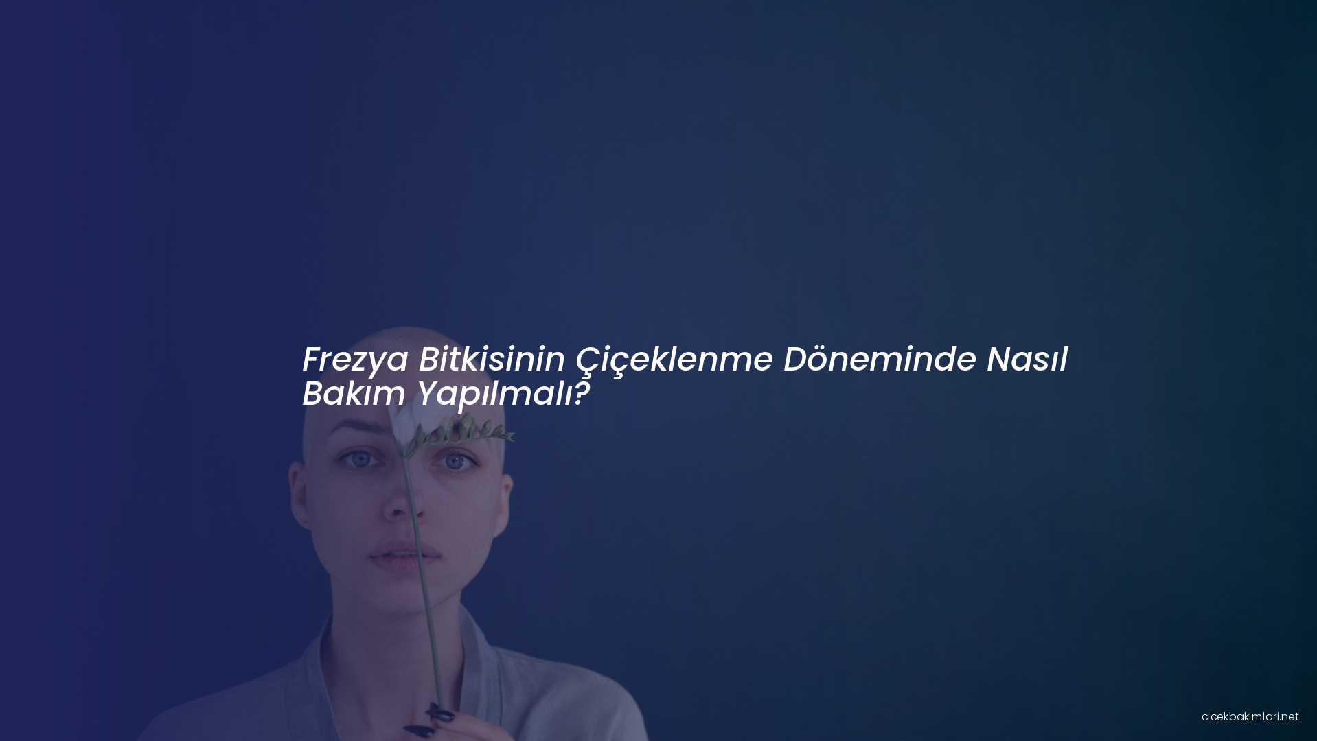 Frezya Bitkisinin Çiçeklenme Döneminde Nasıl Bakım Yapılmalı?