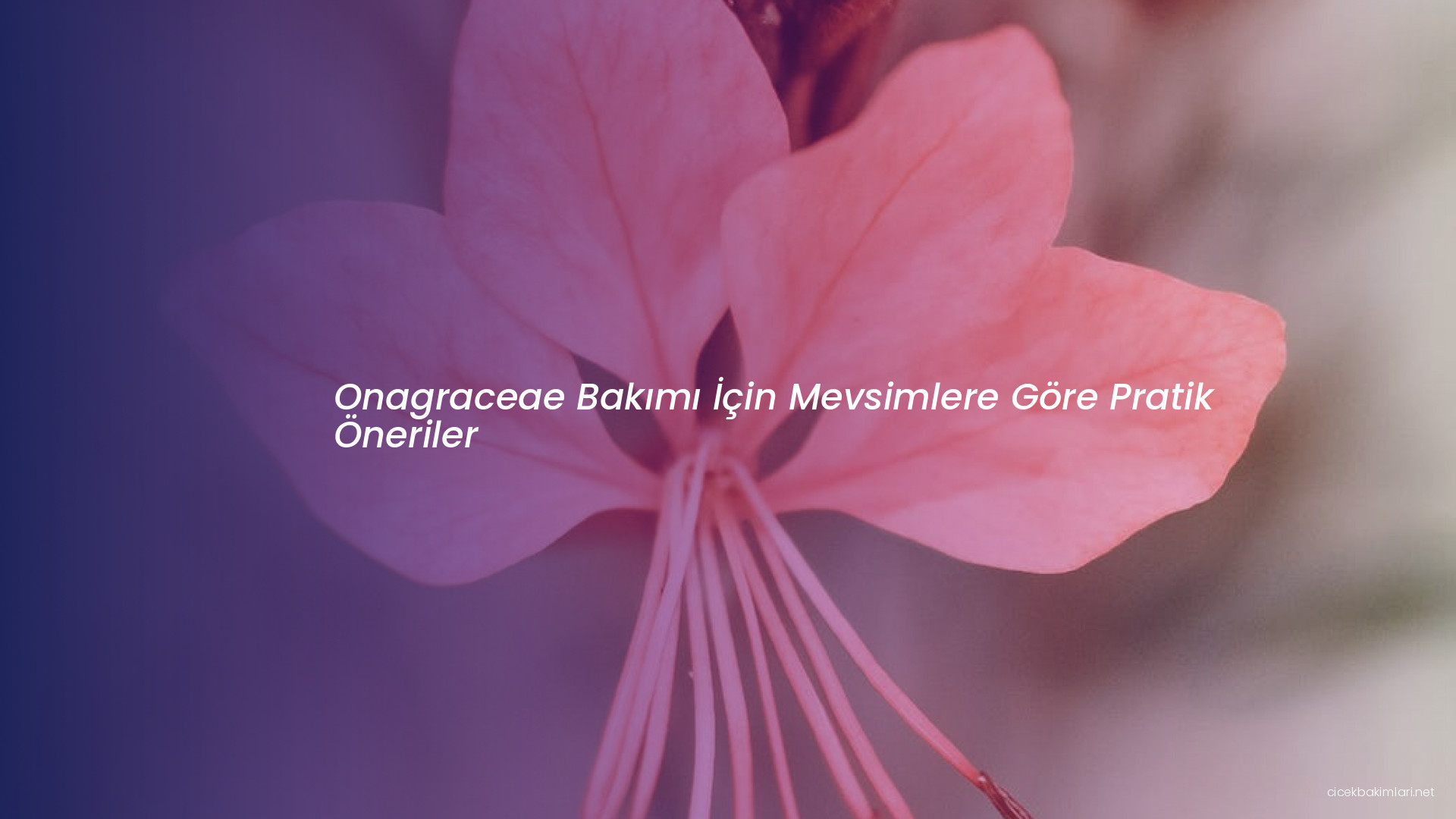 Onagraceae Bakımı İçin Mevsimlere Göre Pratik Öneriler