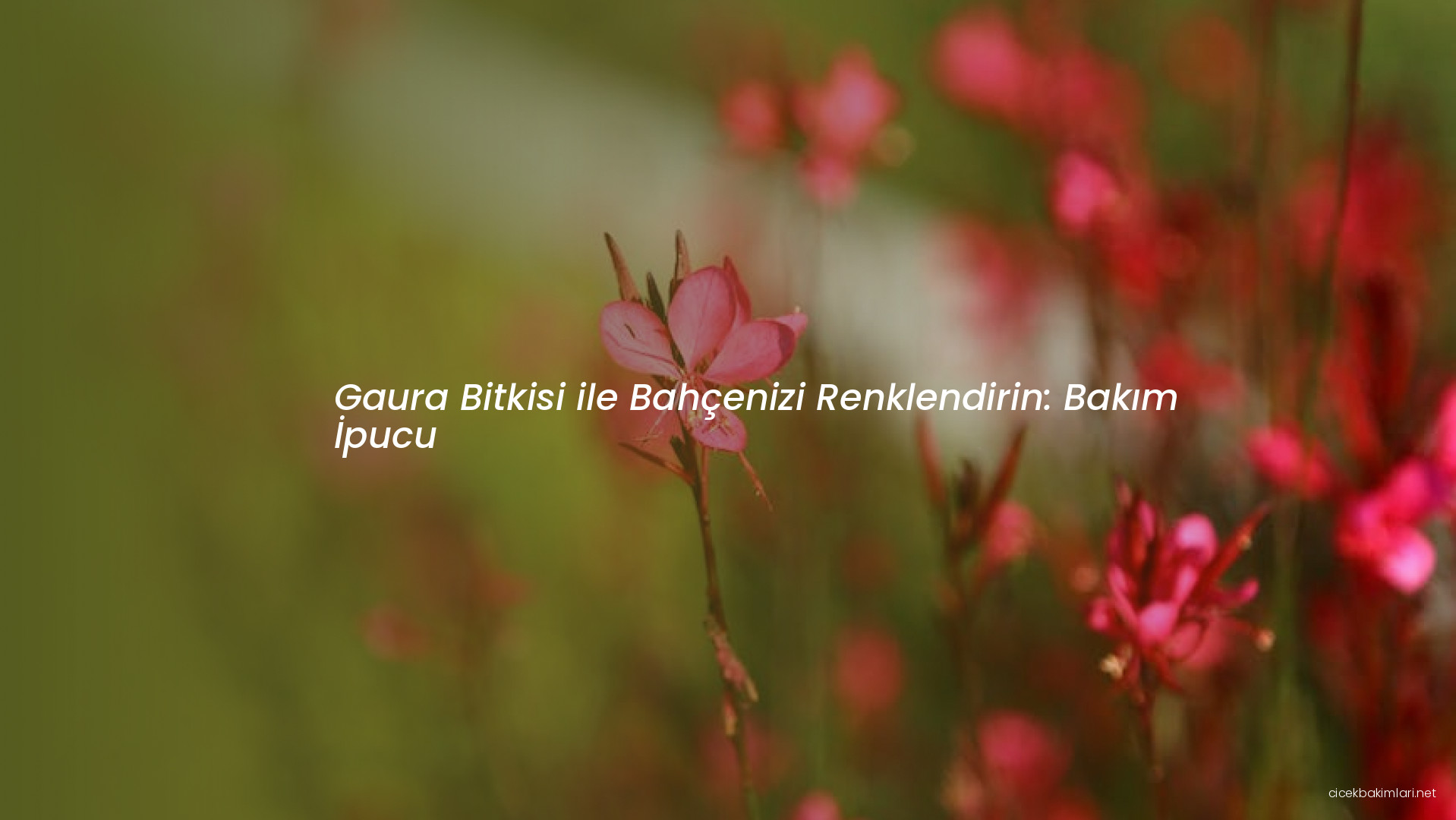 Gaura Bitkisi ile Bahçenizi Renklendirin: Bakım İpucu