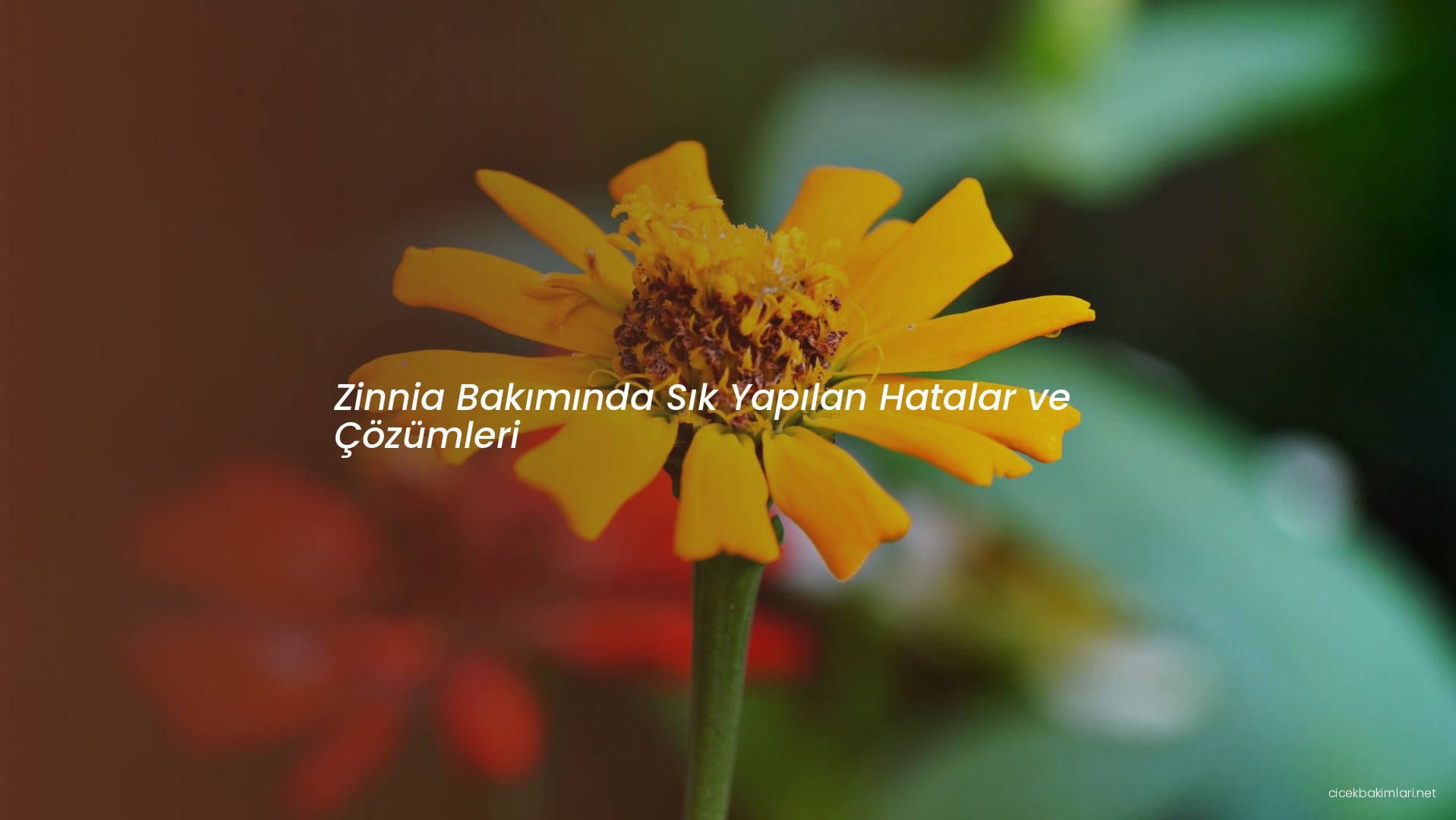 Zinnia Bakımında Sık Yapılan Hatalar ve Çözümleri