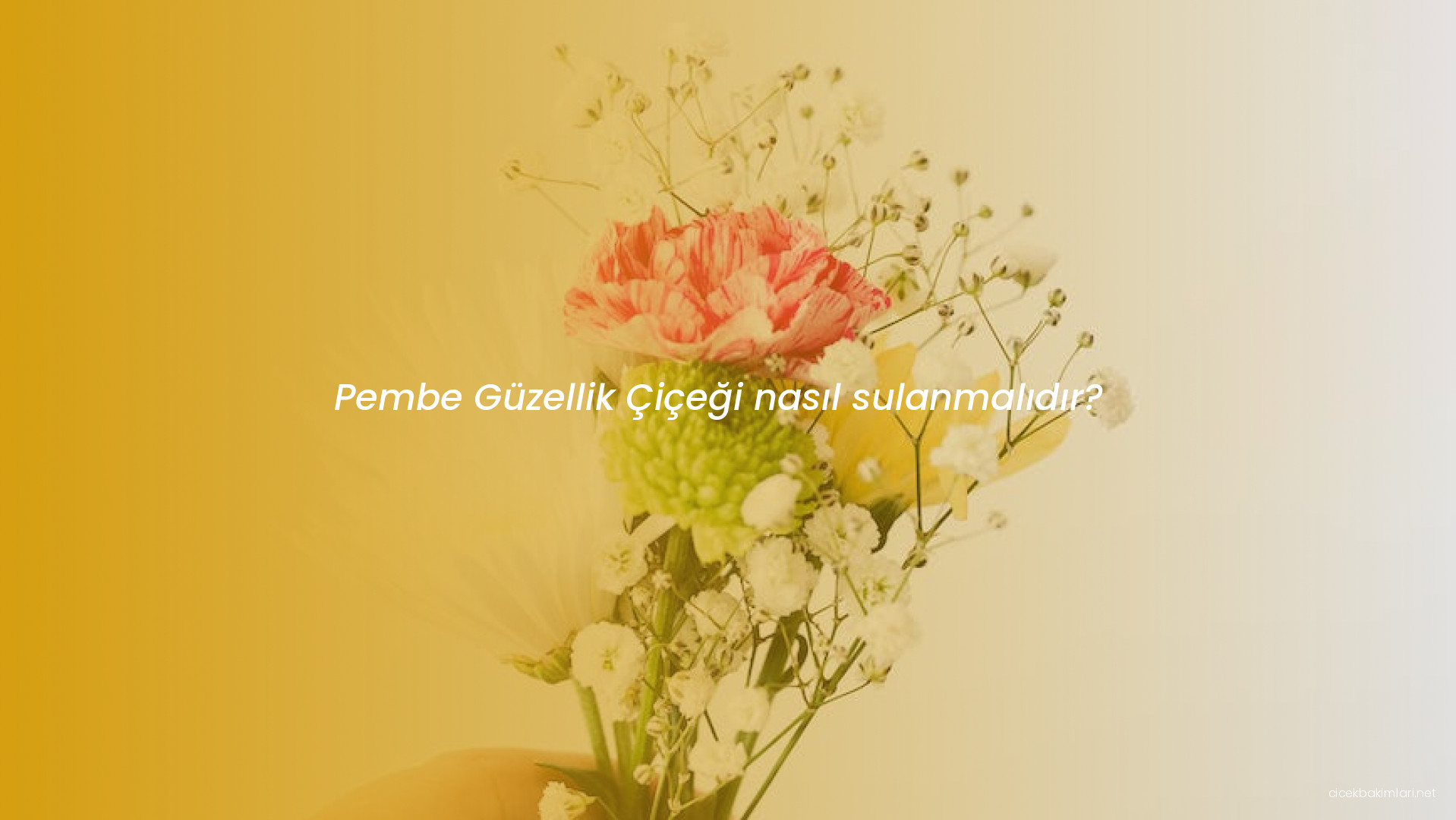 Pembe Güzellik Çiçeği nasıl sulanmalıdır?