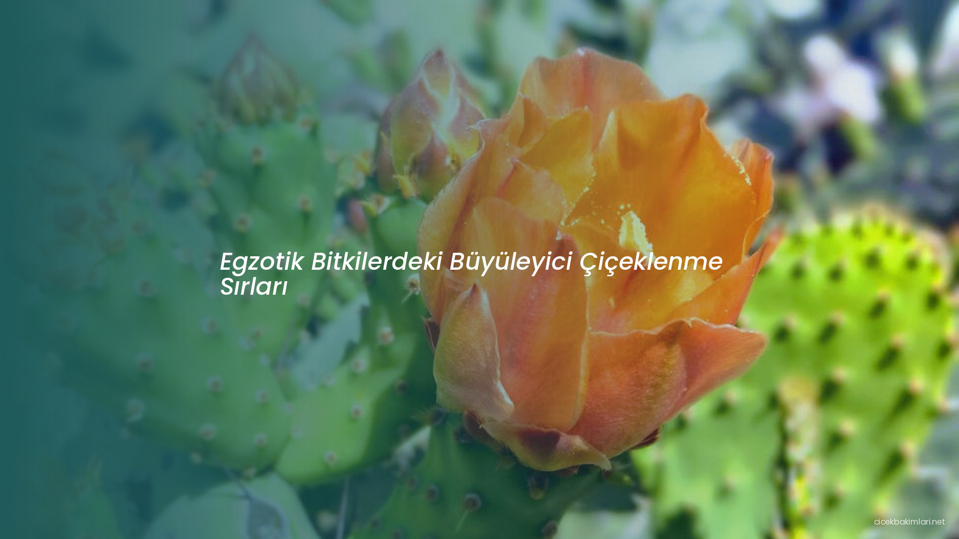 Egzotik Bitkilerdeki Büyüleyici Çiçeklenme Sırları