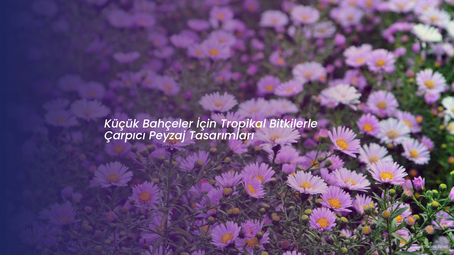 Küçük Bahçeler İçin Tropikal Bitkilerle Çarpıcı Peyzaj Tasarımları