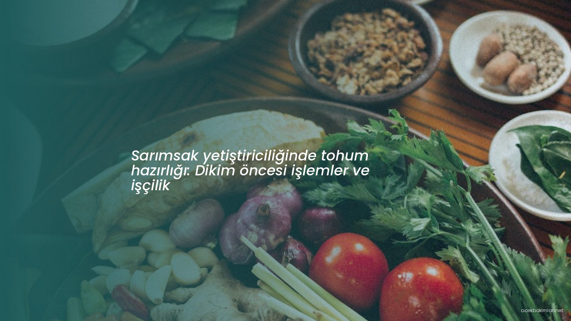 Sarımsak yetiştiriciliğinde tohum hazırlığı: Dikim öncesi işlemler ve işçilik