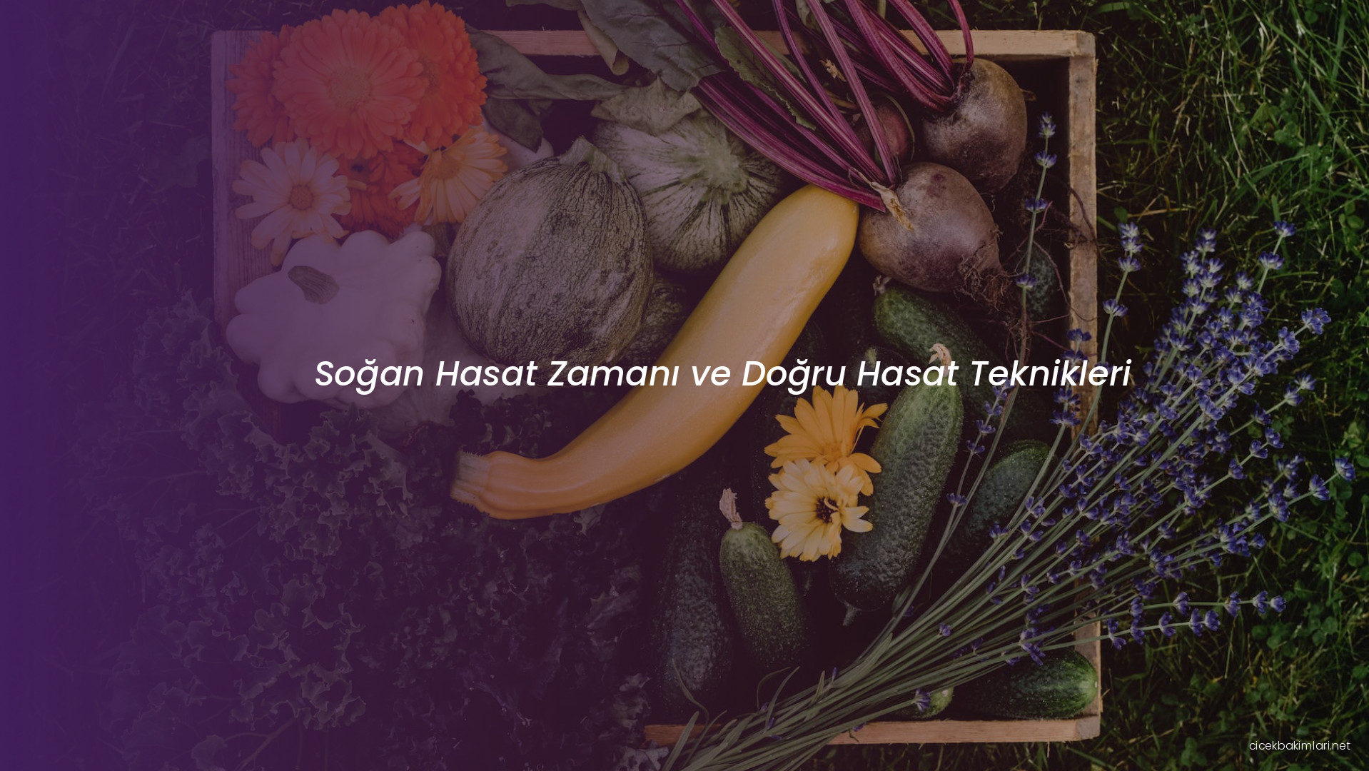 Soğan Hasat Zamanı ve Doğru Hasat Teknikleri