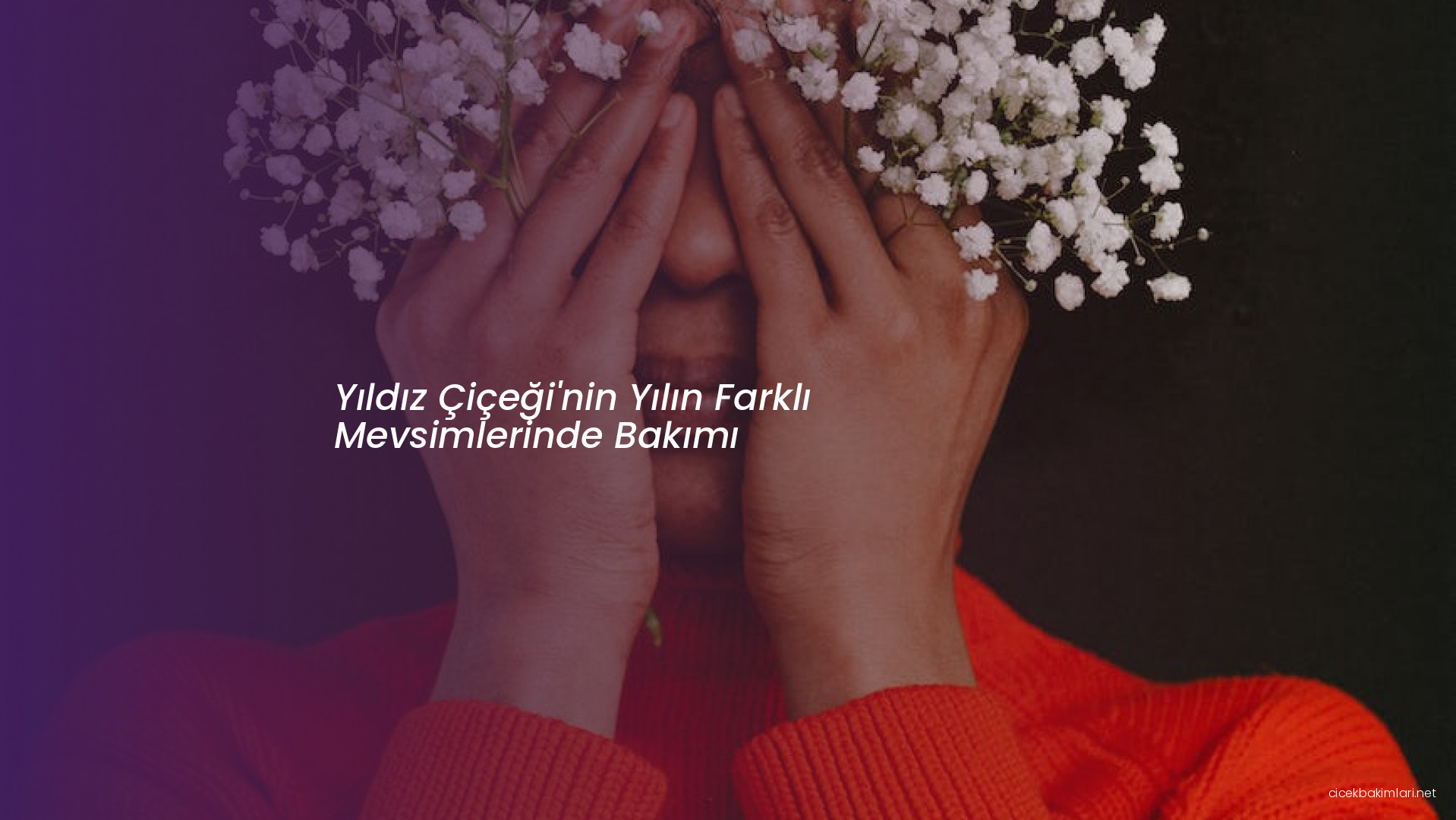 Yıldız Çiçeği'nin Yılın Farklı Mevsimlerinde Bakımı