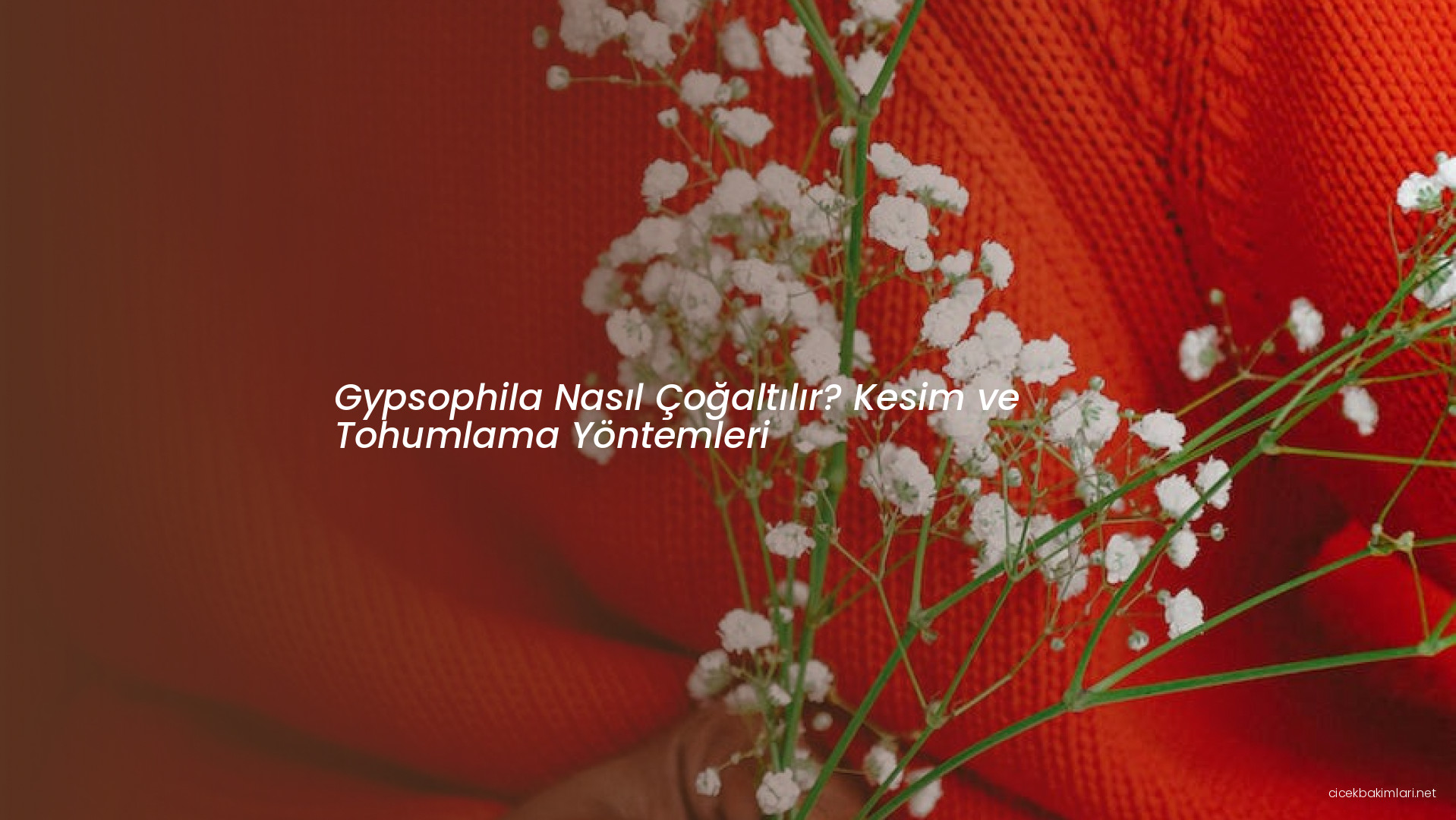 Gypsophila Nasıl Çoğaltılır? Kesim ve Tohumlama Yöntemleri