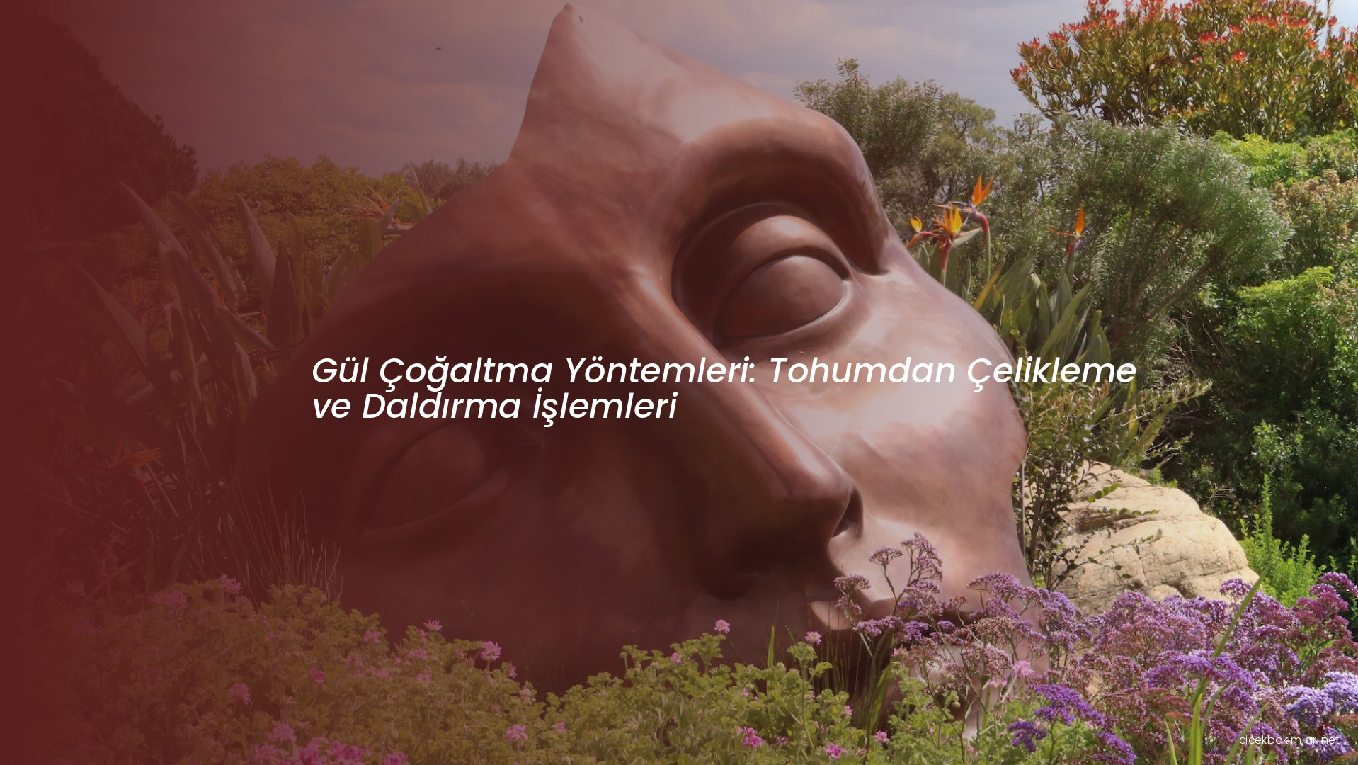 Gül Çoğaltma Yöntemleri: Tohumdan Çelikleme ve Daldırma İşlemleri