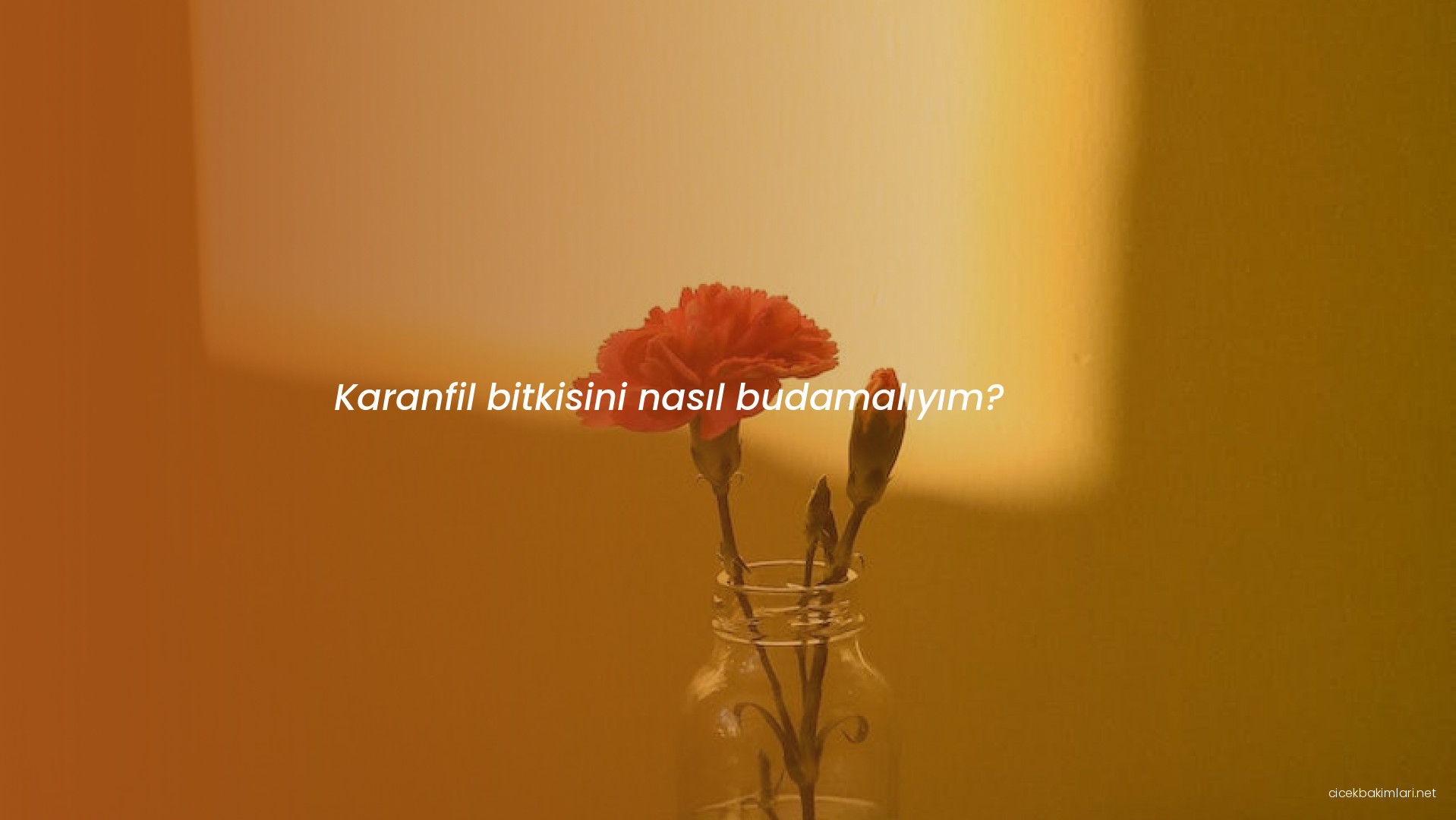 Karanfil bitkisini nasıl budamalıyım?